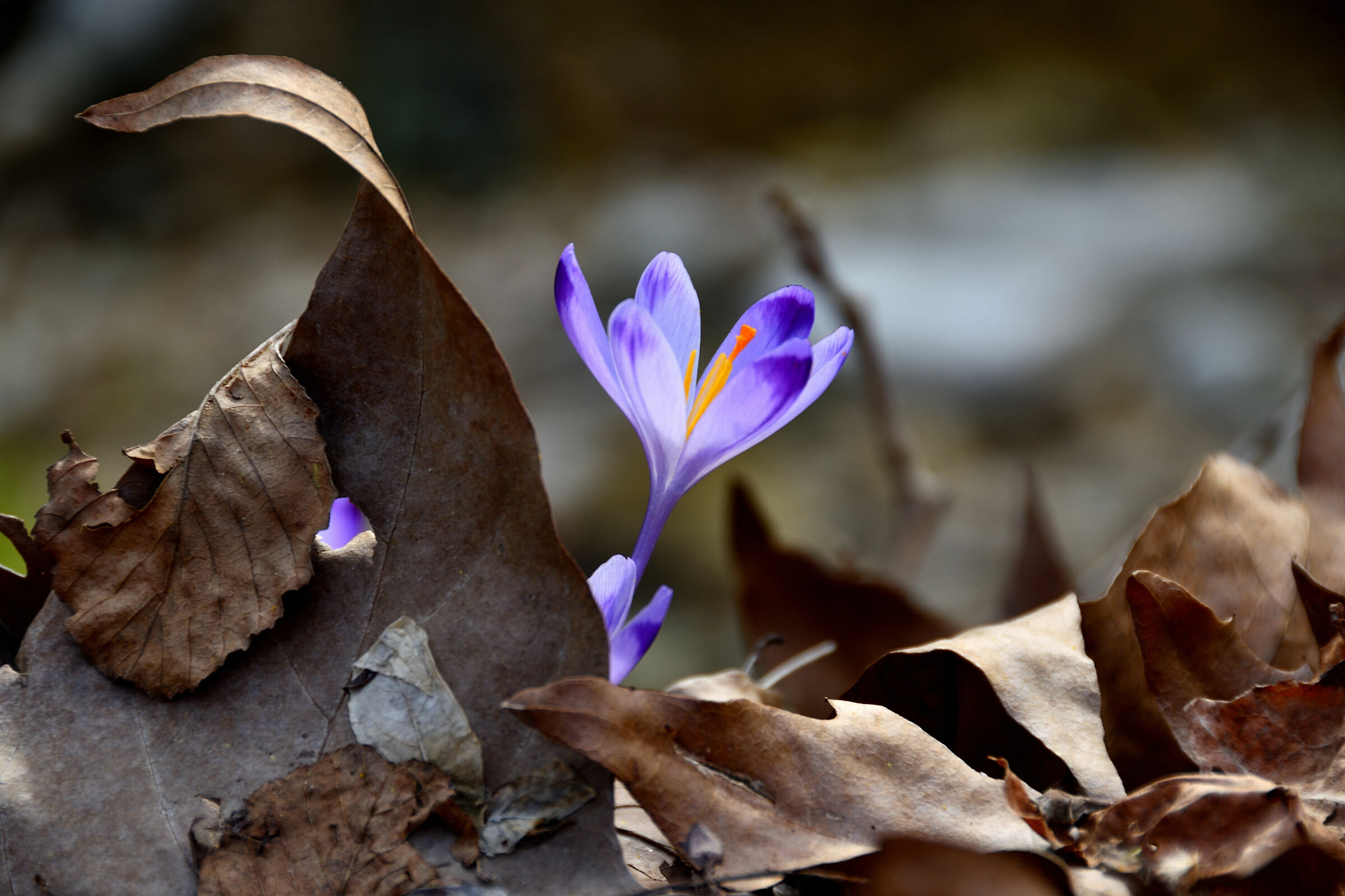 La primavera è dietro l'angolo