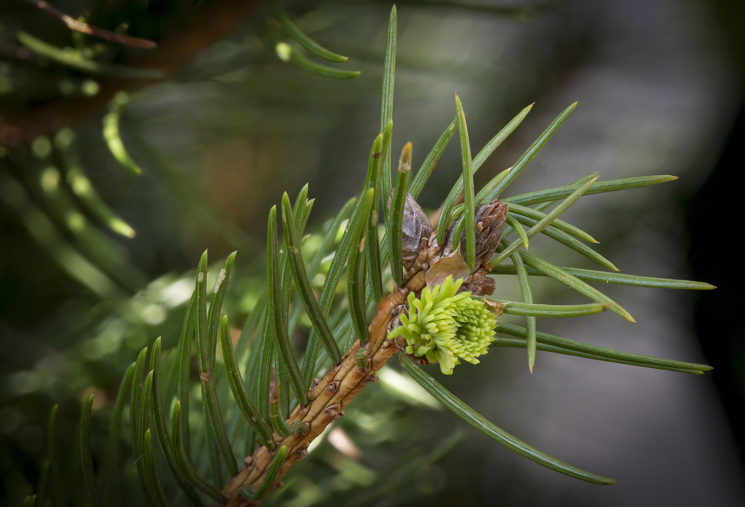 germoglio di pino il nostro albero di natale.