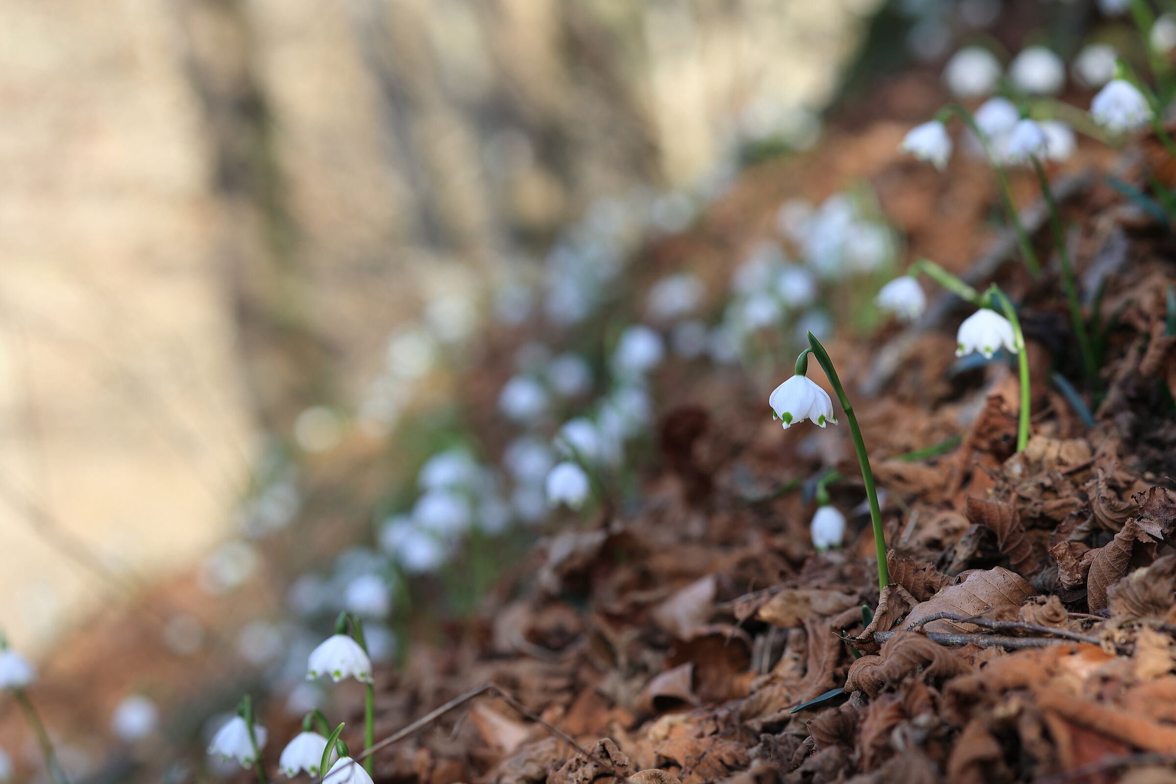 Campanellini in Valsesia