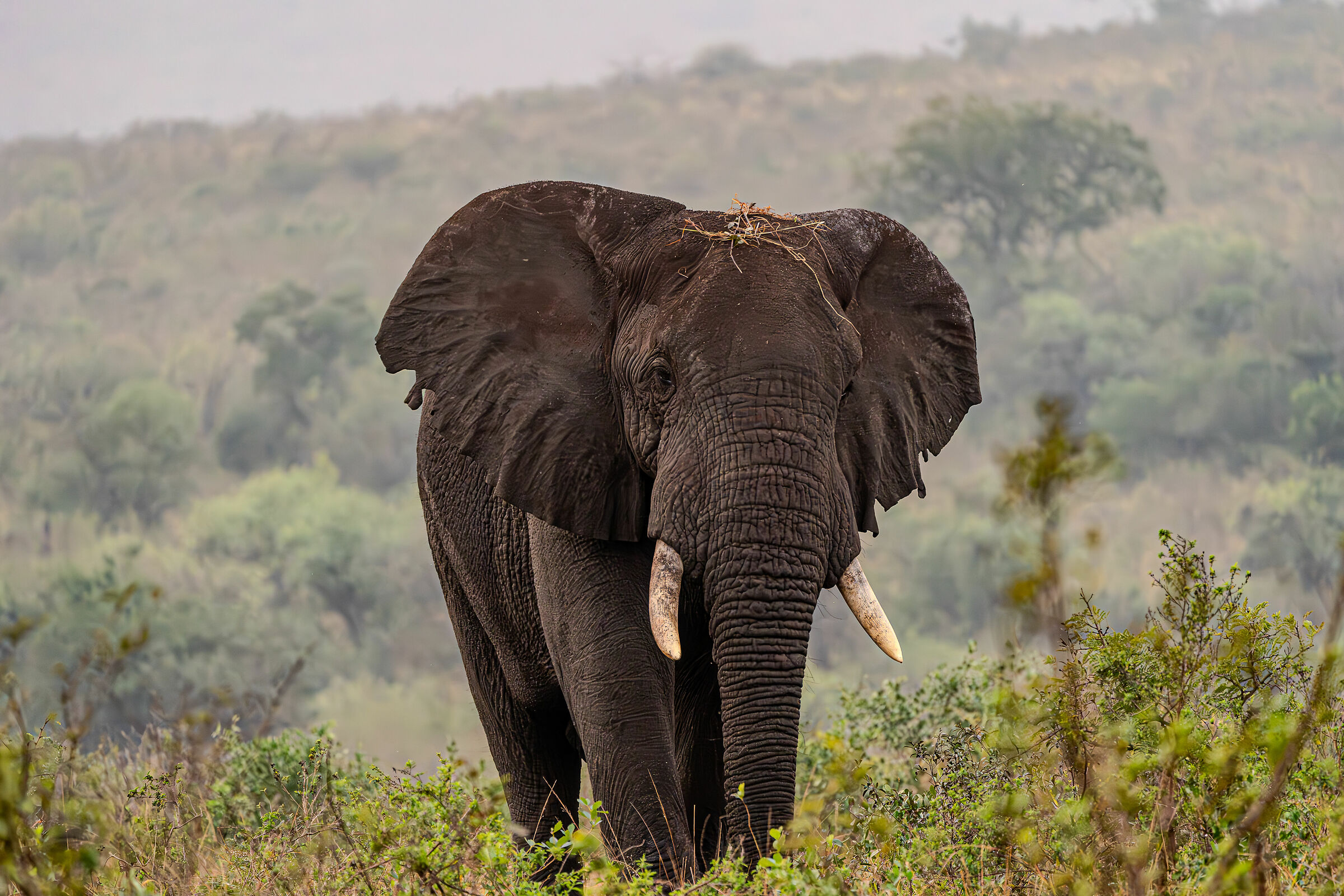Il gigante nella nebbia mattutina