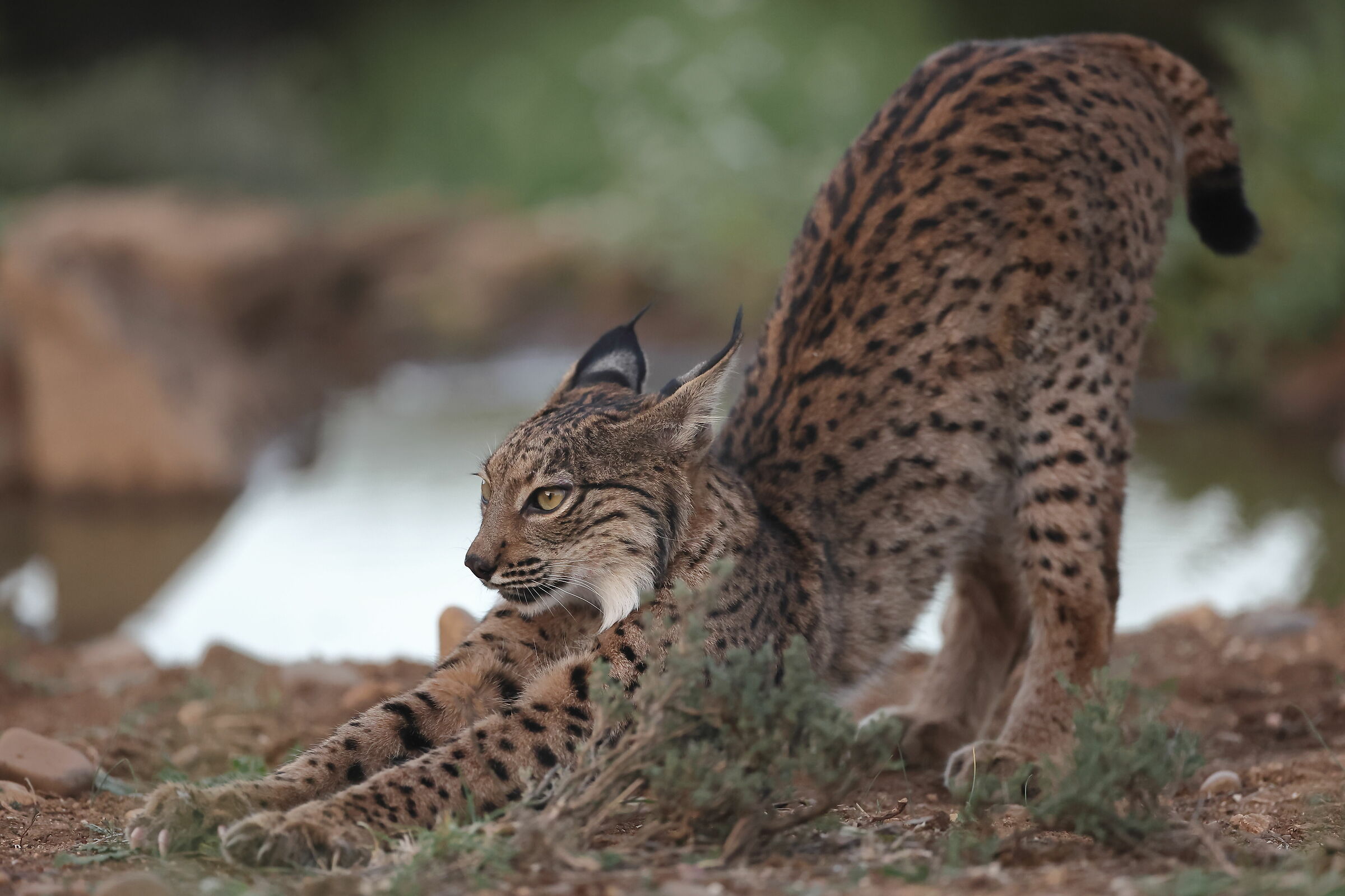 Lynx Pardina male puppy