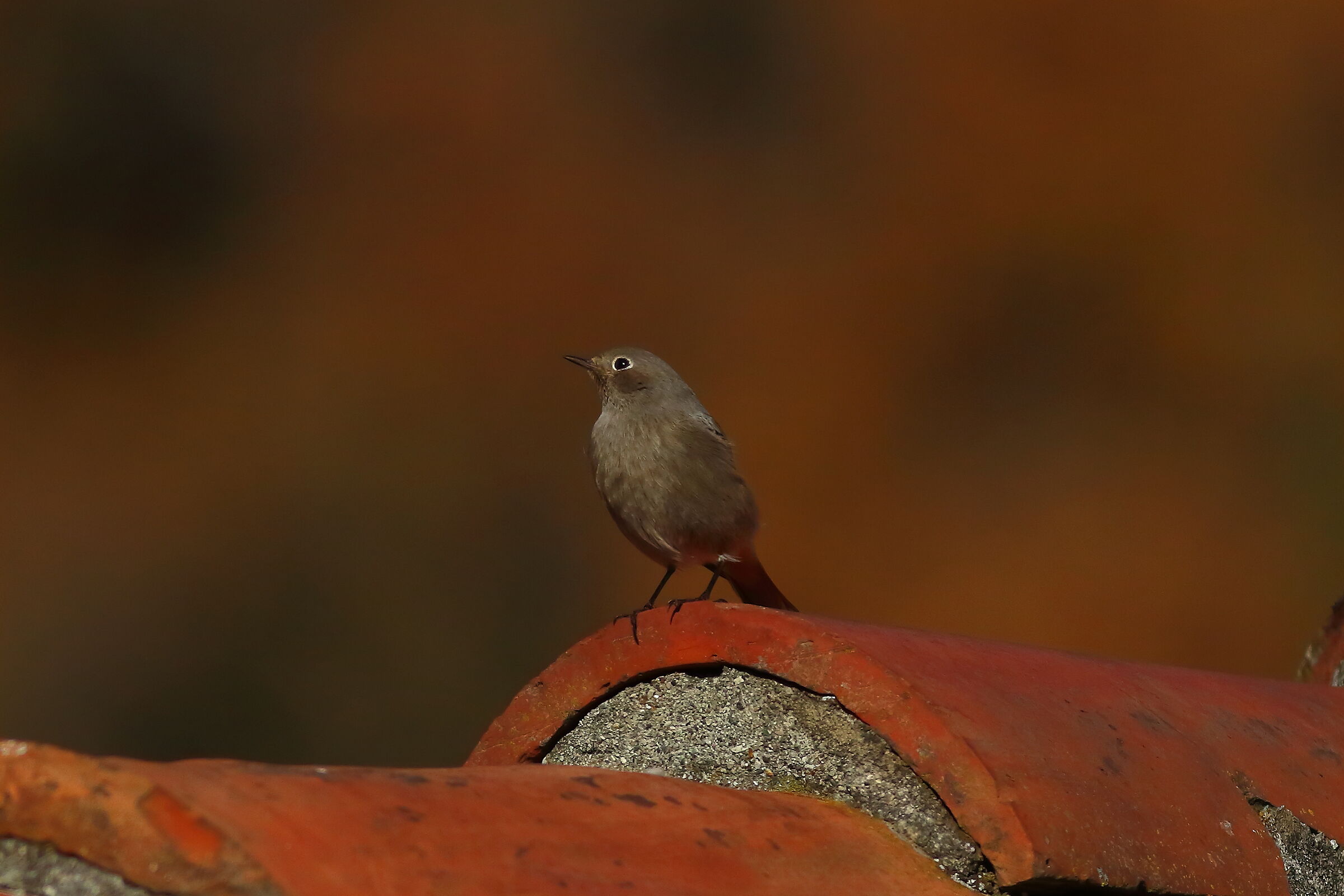 Redstart 18-12-2023