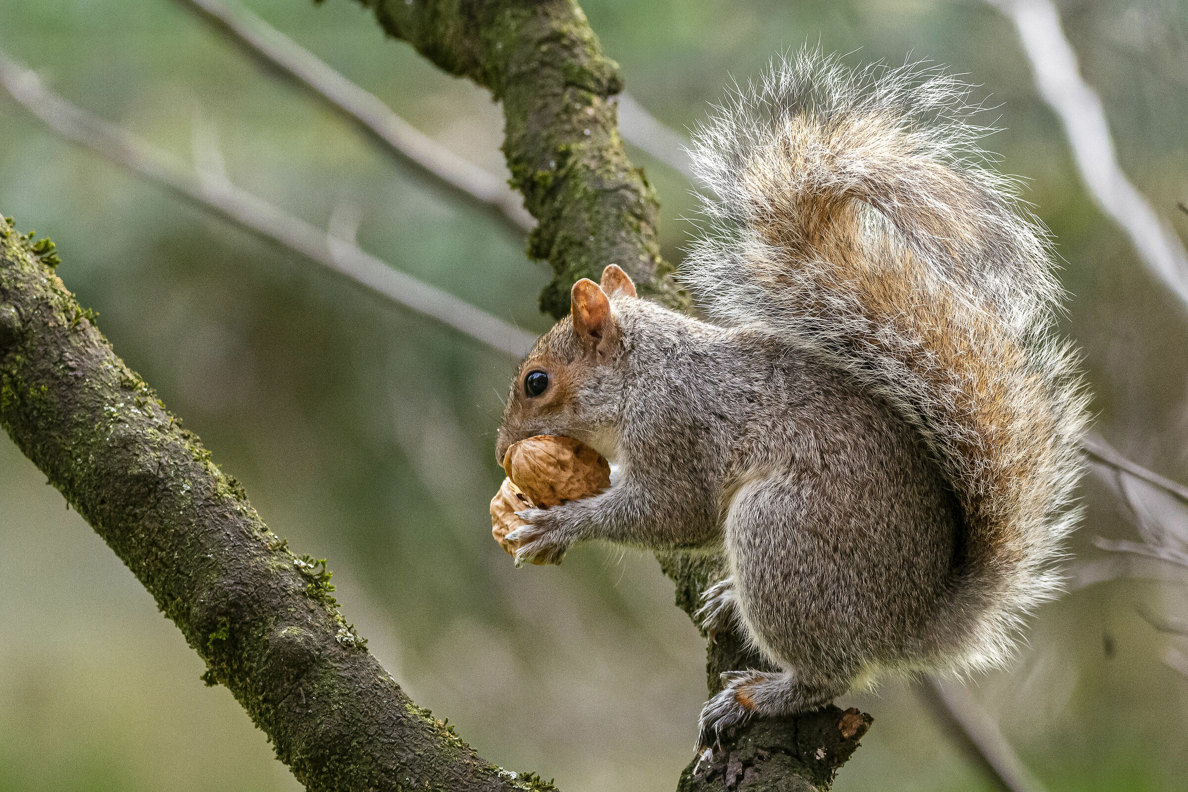 The Usual Over-the-Top (Grey Squirrel)