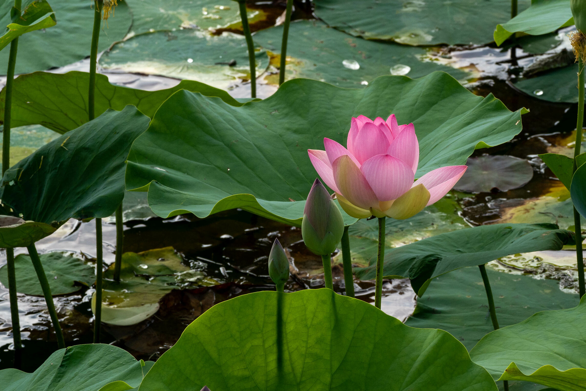 Lotus flower