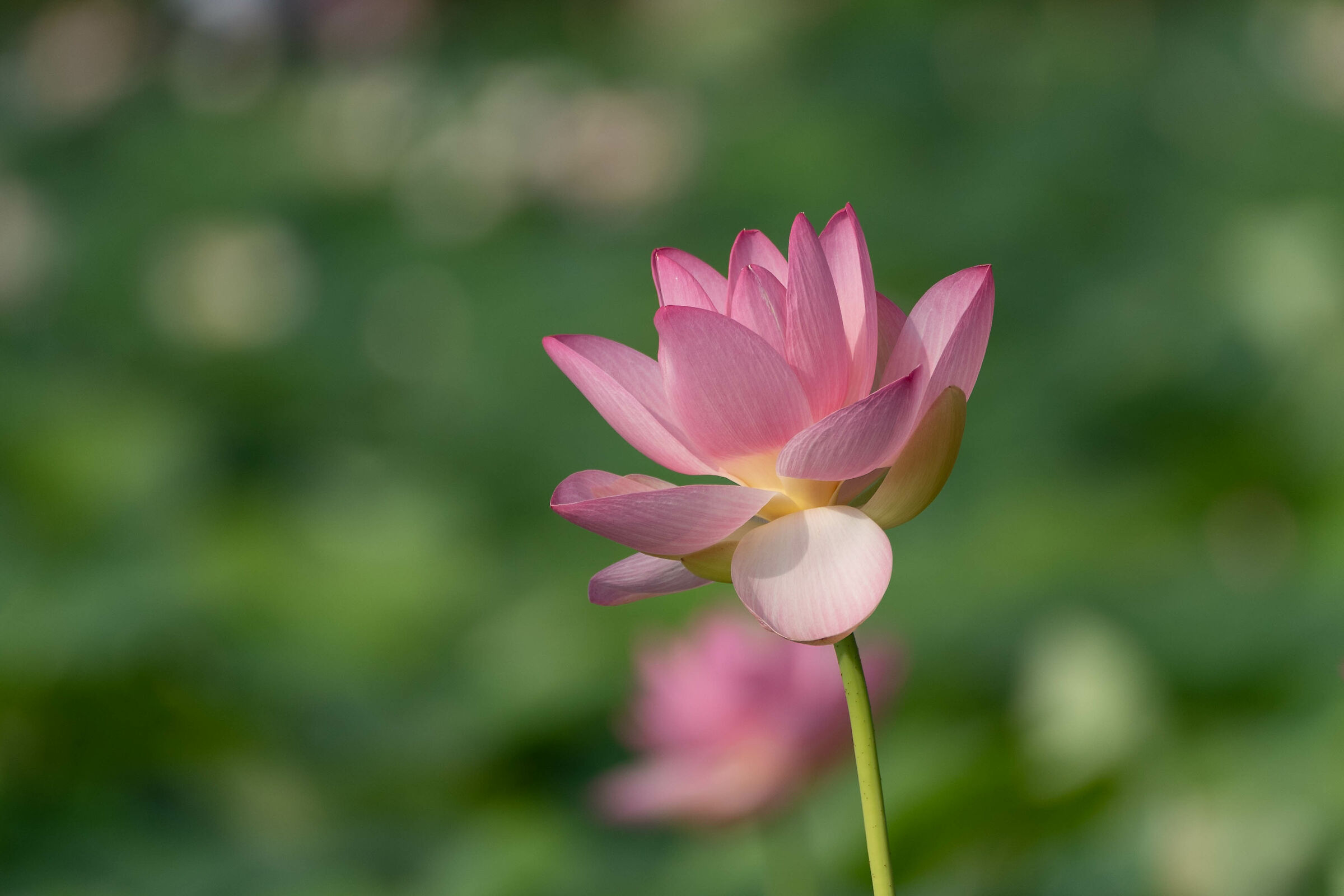 Lotus flower