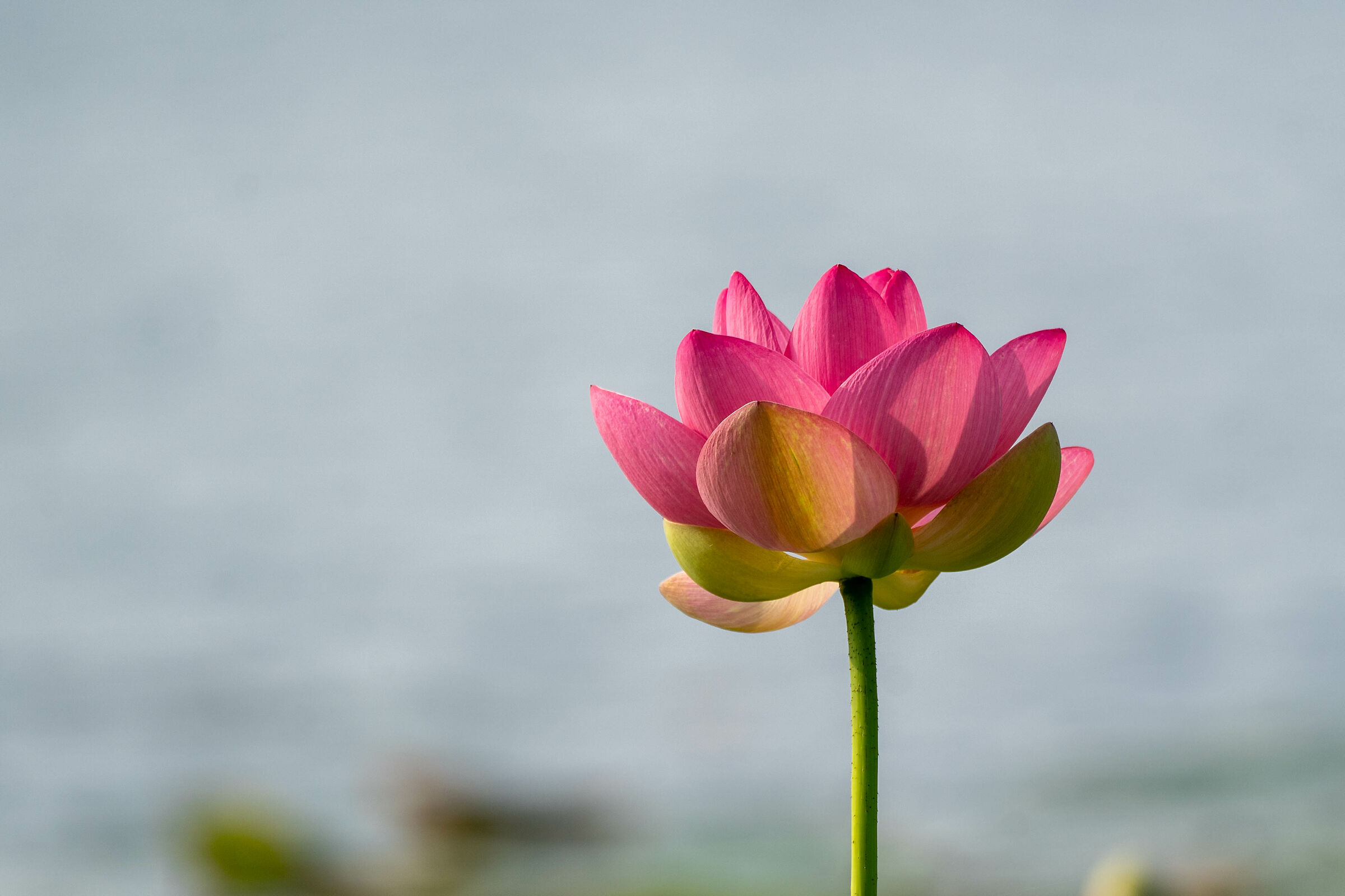 Lotus flower