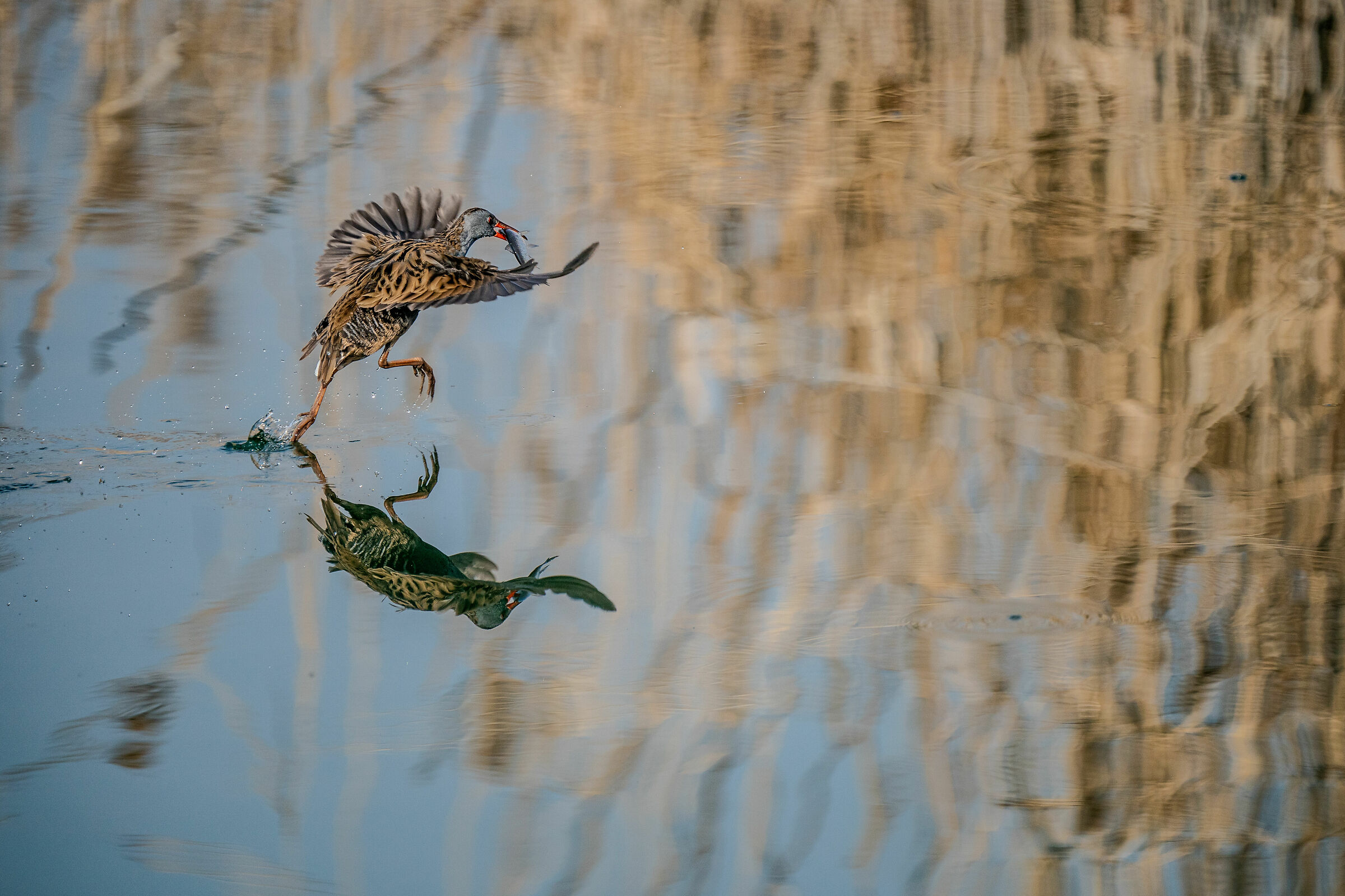 Rallo domestico:-)… detto Jesus!