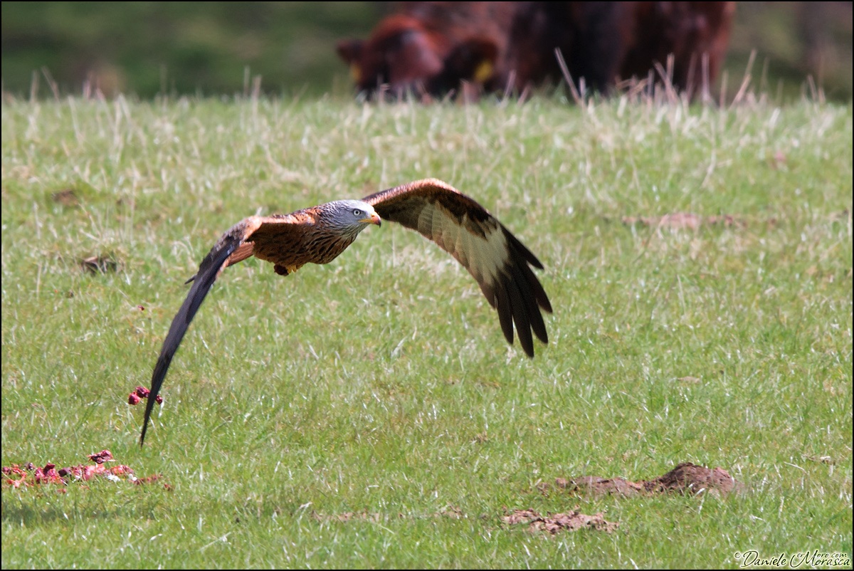 Nibbi e Buoi ... dei paesi suoi