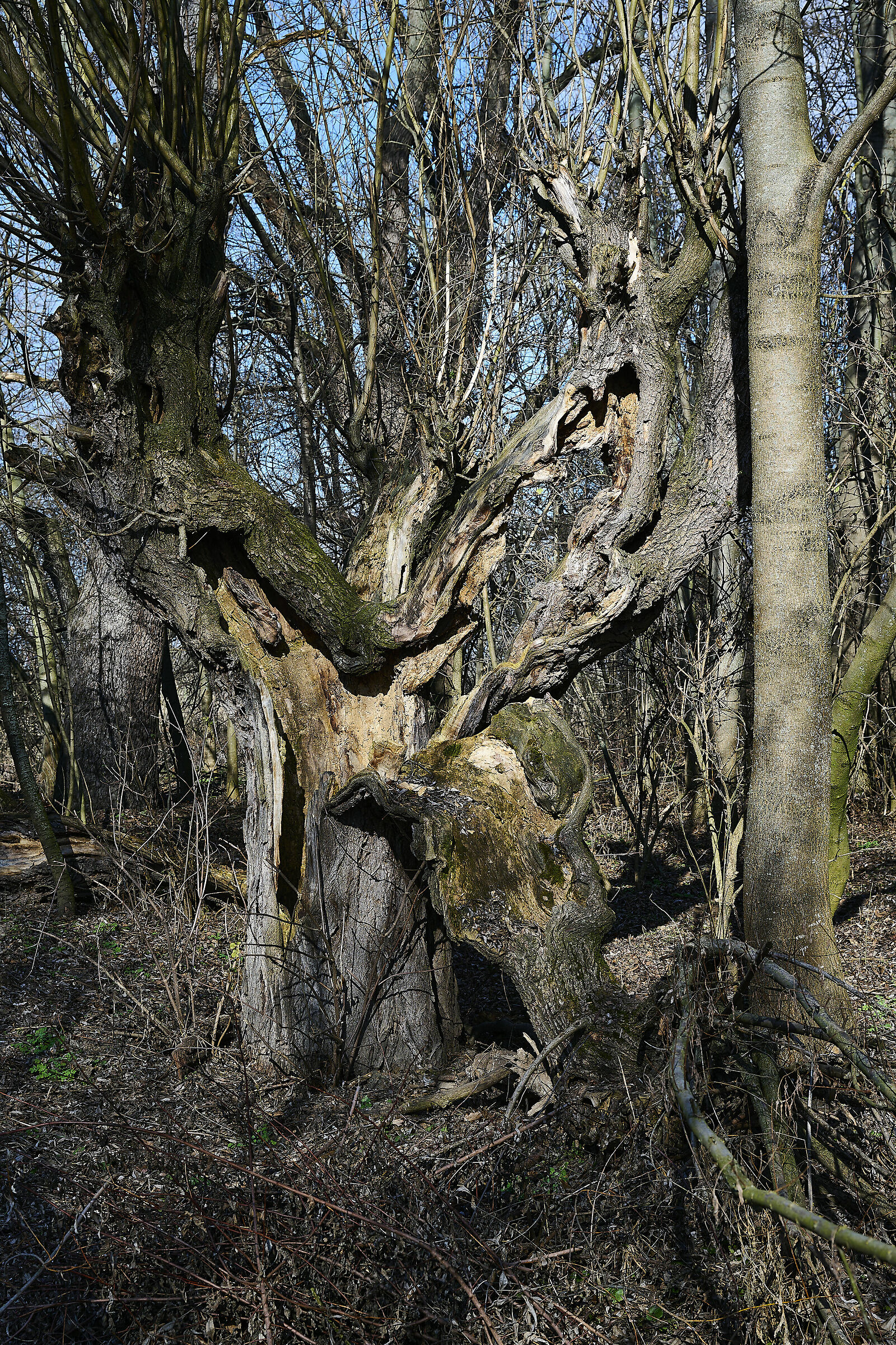 Natural park Holasky