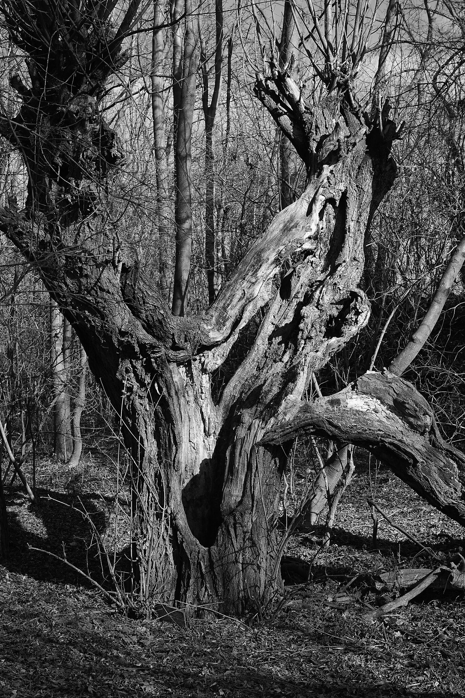 Natural park Holasky