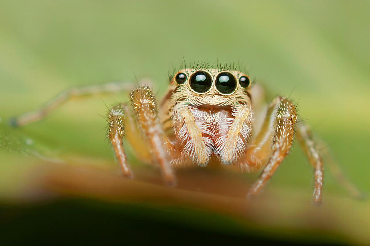 Icius hamatus femmina