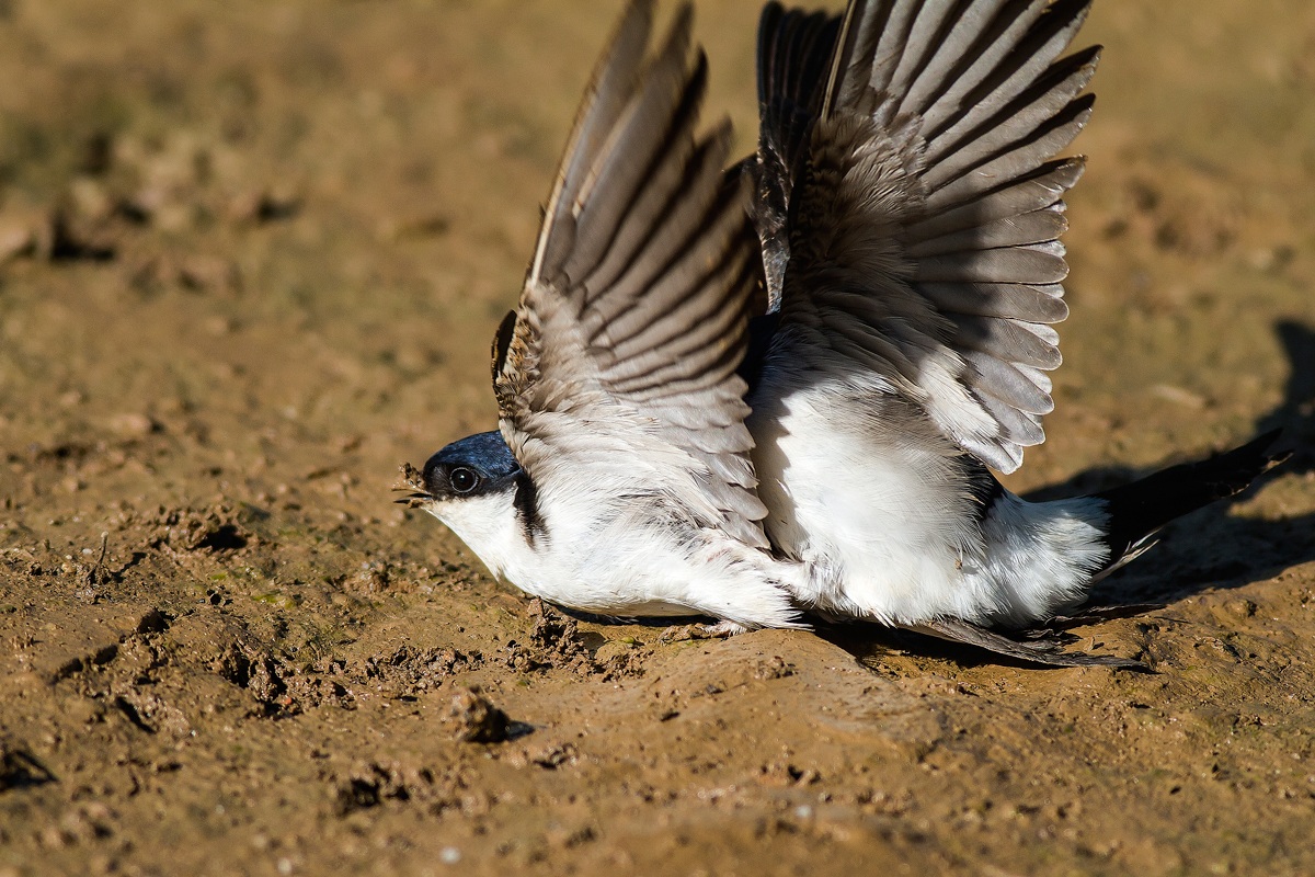 accoppiamento di balestrucci