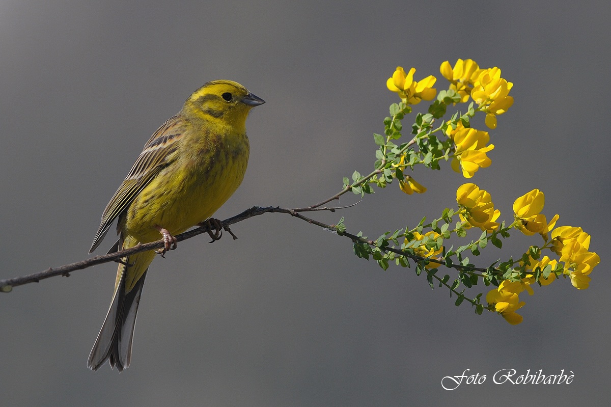 Zigolo giallo.......