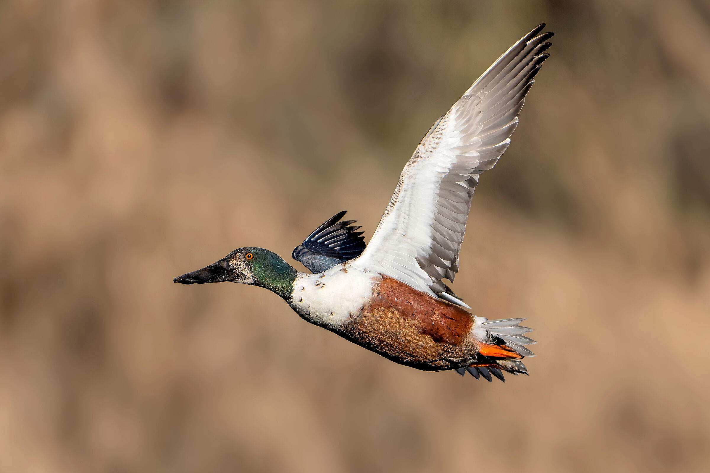 Male shoveler (Spatula clypeata) in transition