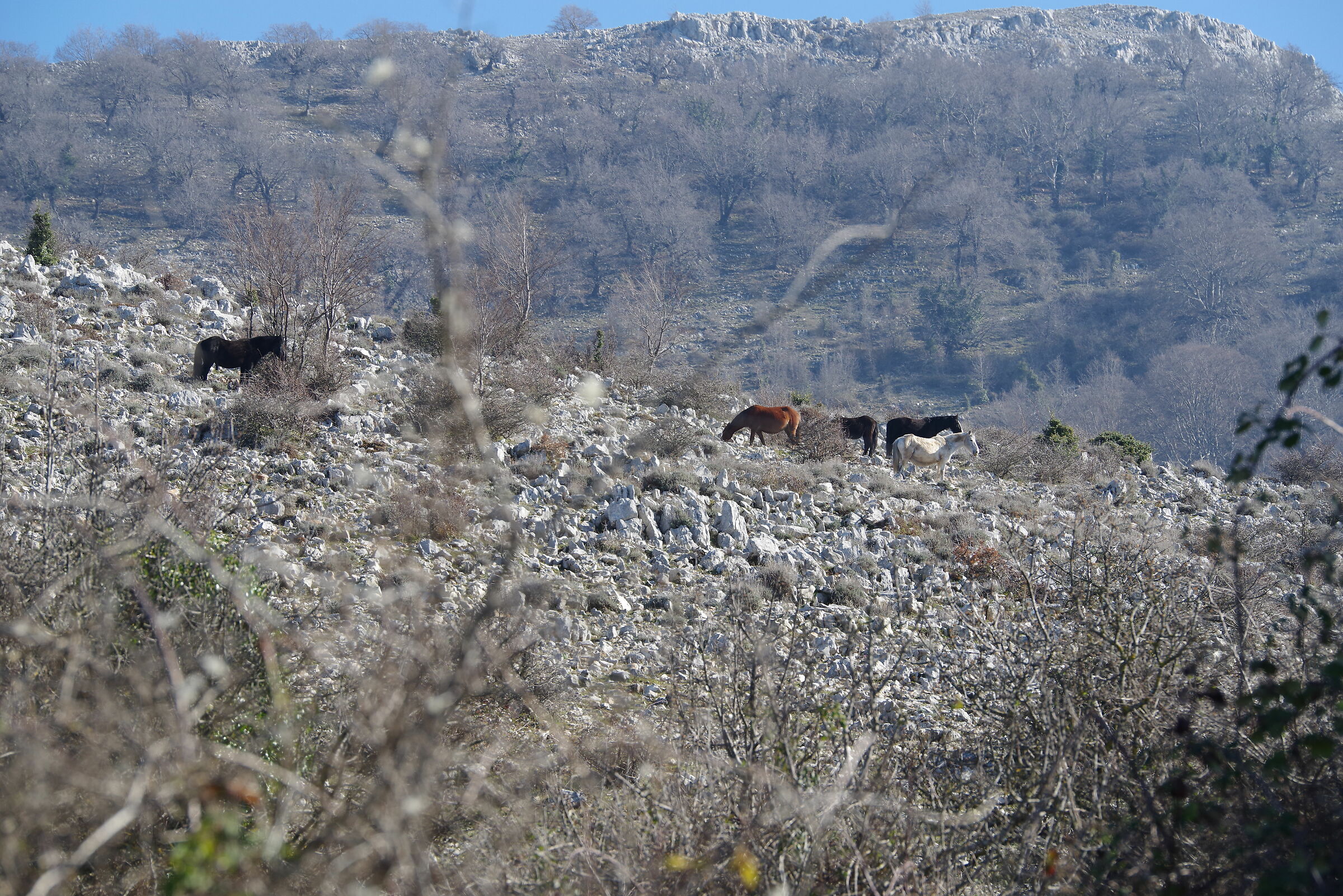 La via della Fota detta di Malvisciolo (monti Lepini)