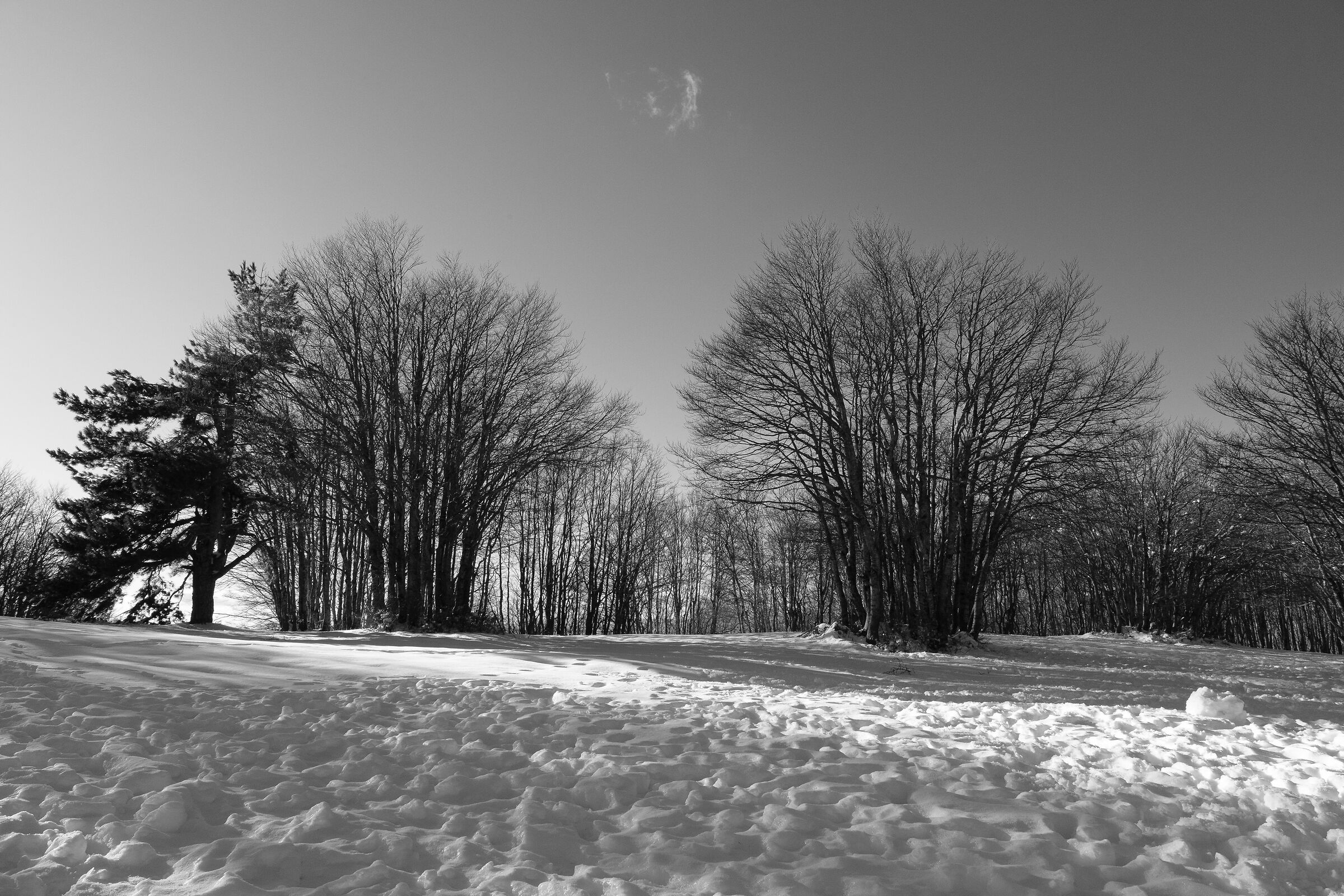 Monte Scuro, Sila, alberi