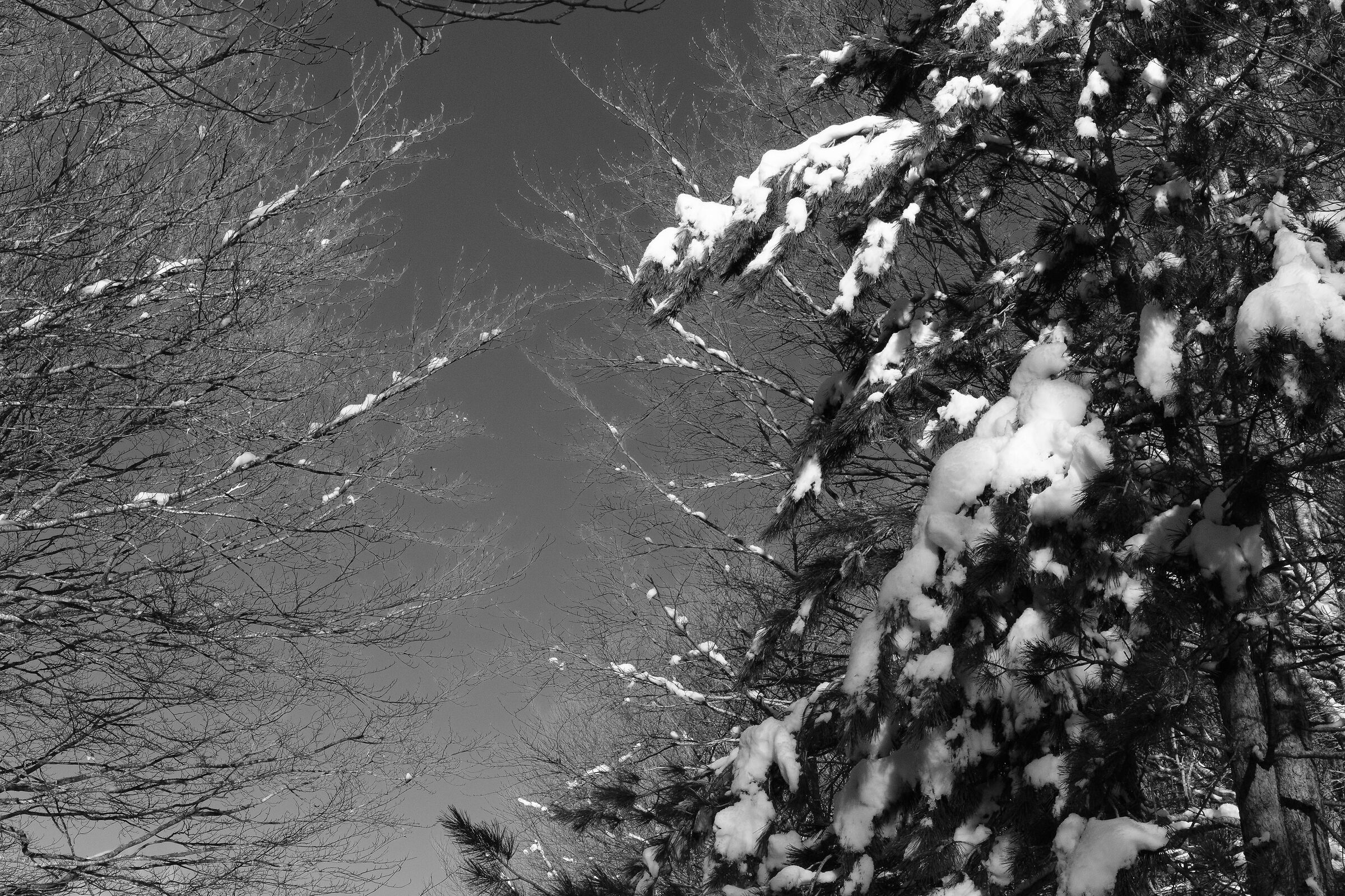 Monte Scuro, Sila, albero innevato