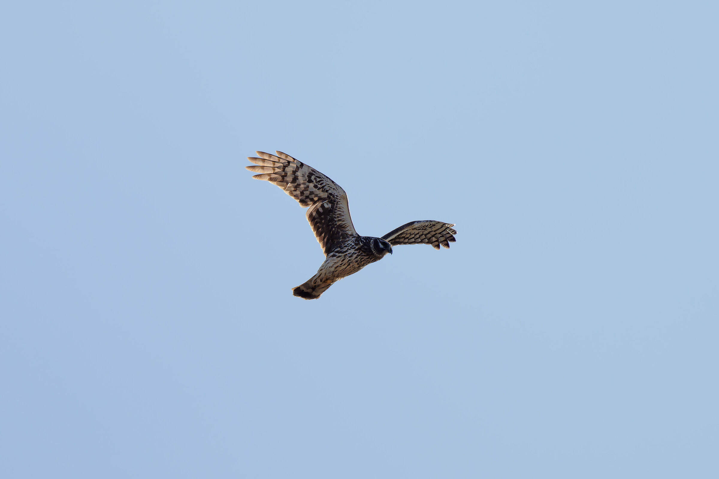 Hen harrier (female)