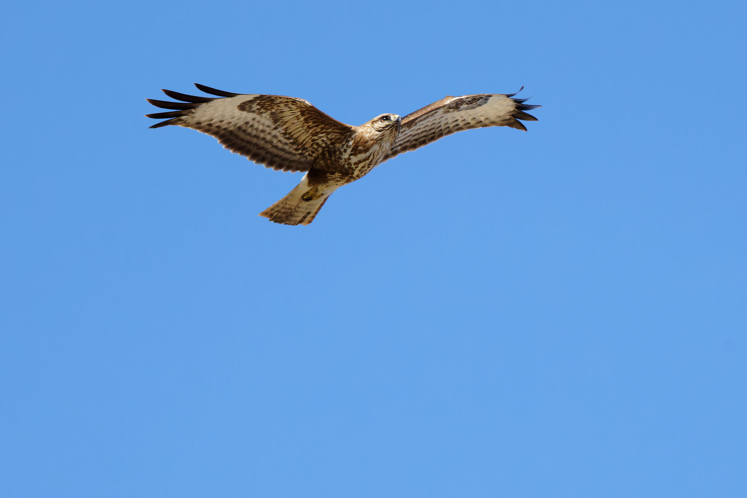 Buzzard