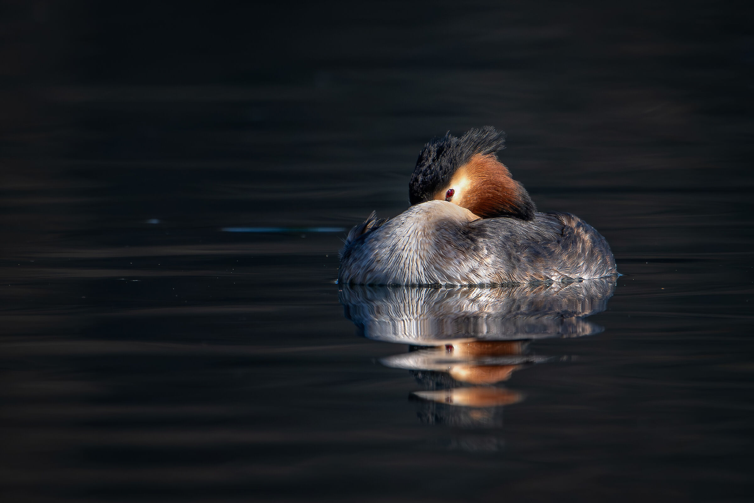 Resting Grebe