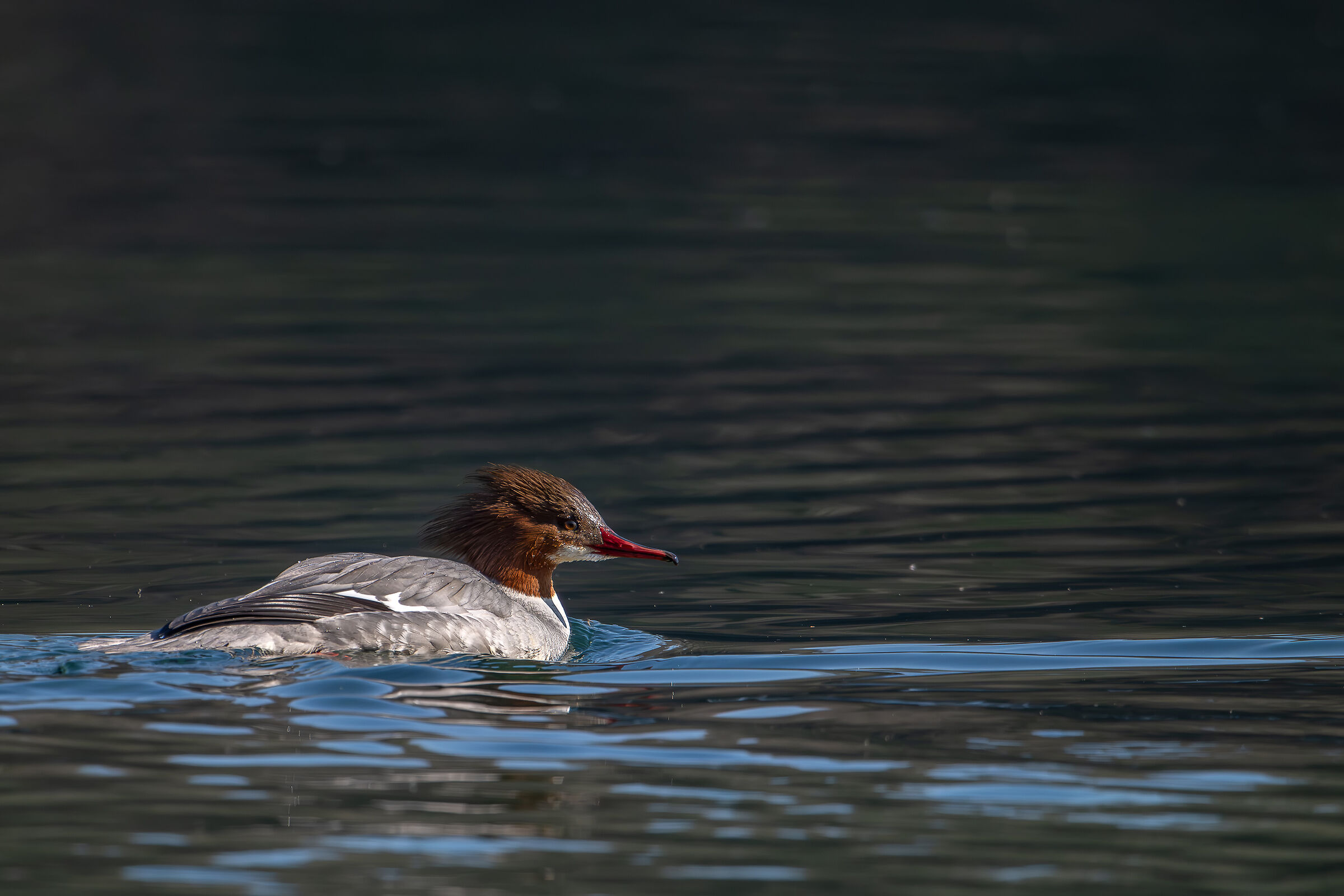 Merganser