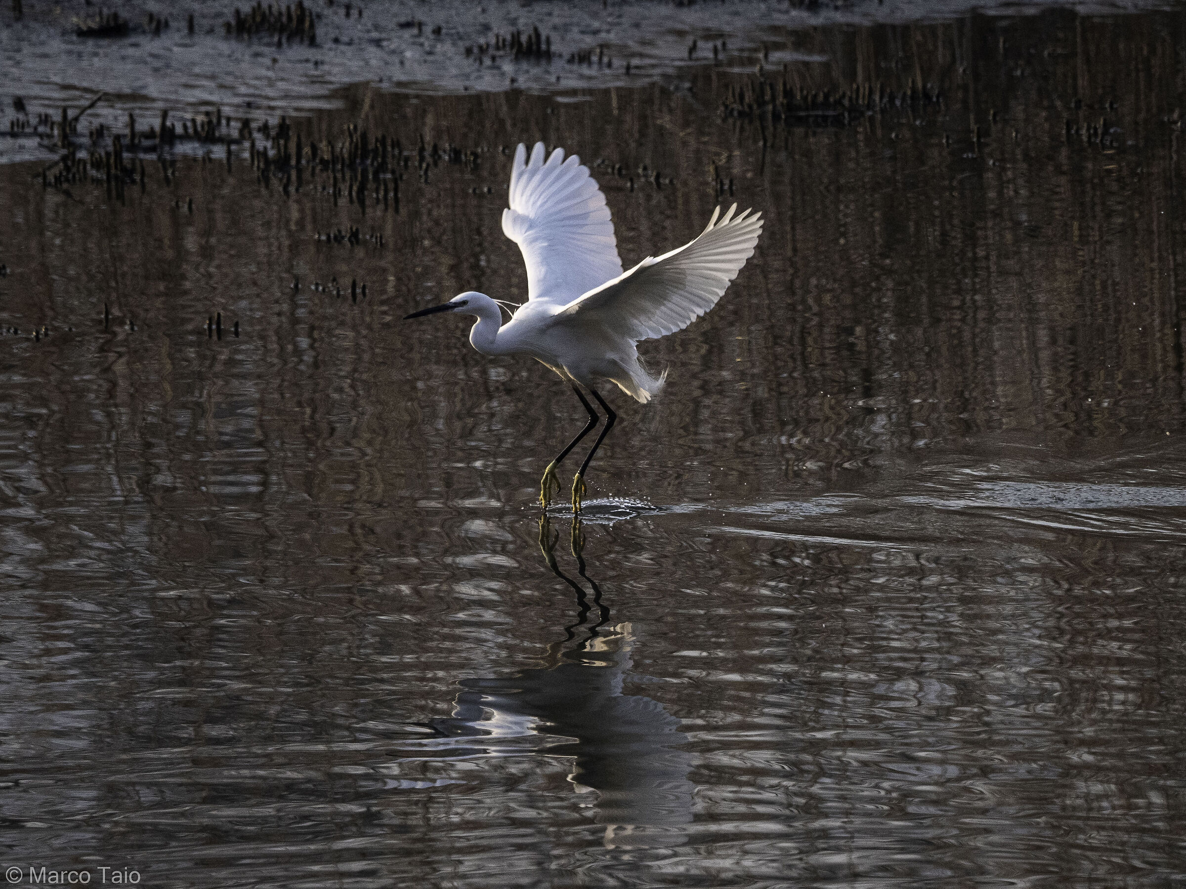 Egret 03