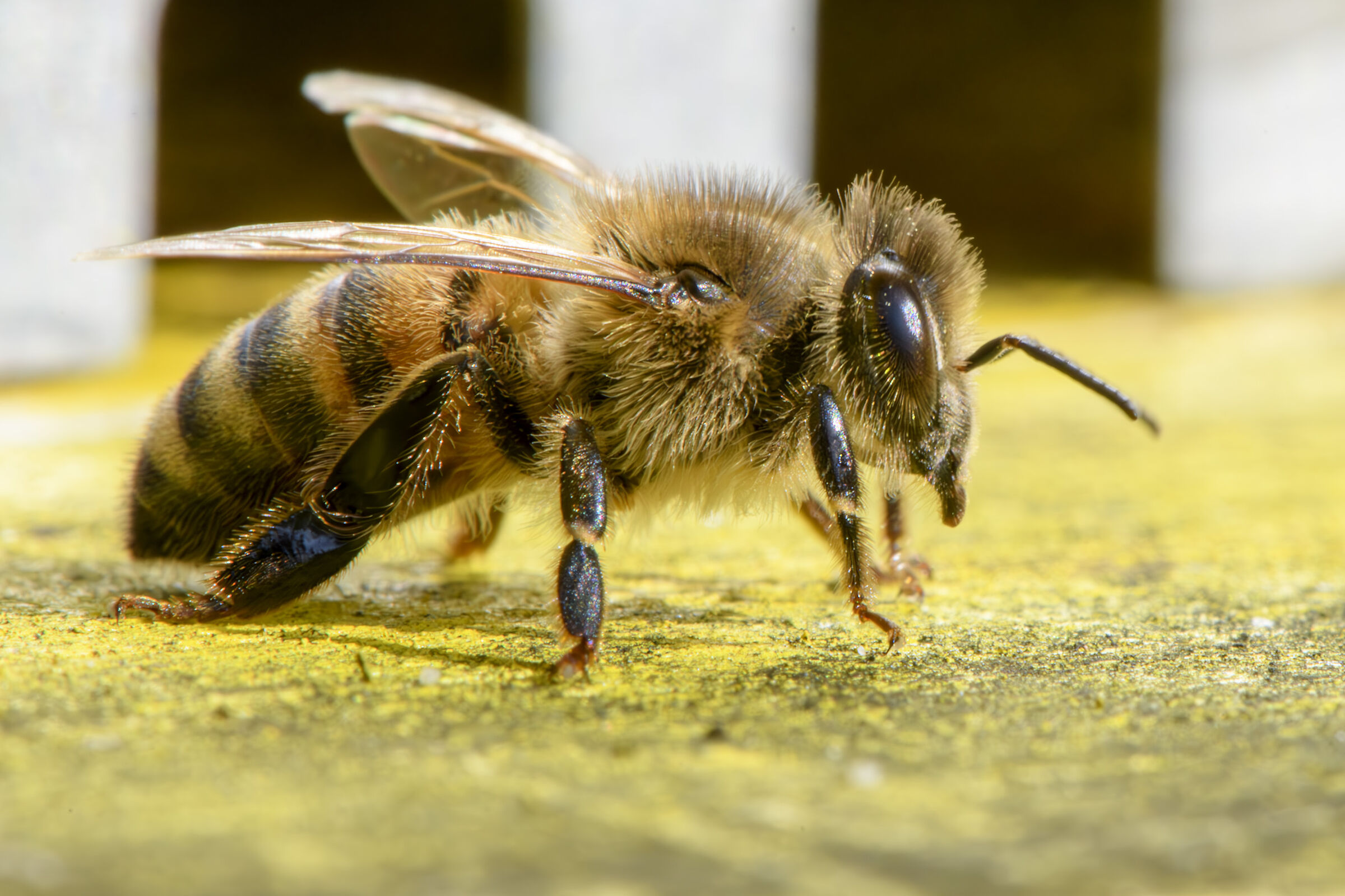 Bee.. The beekeeping season begins.