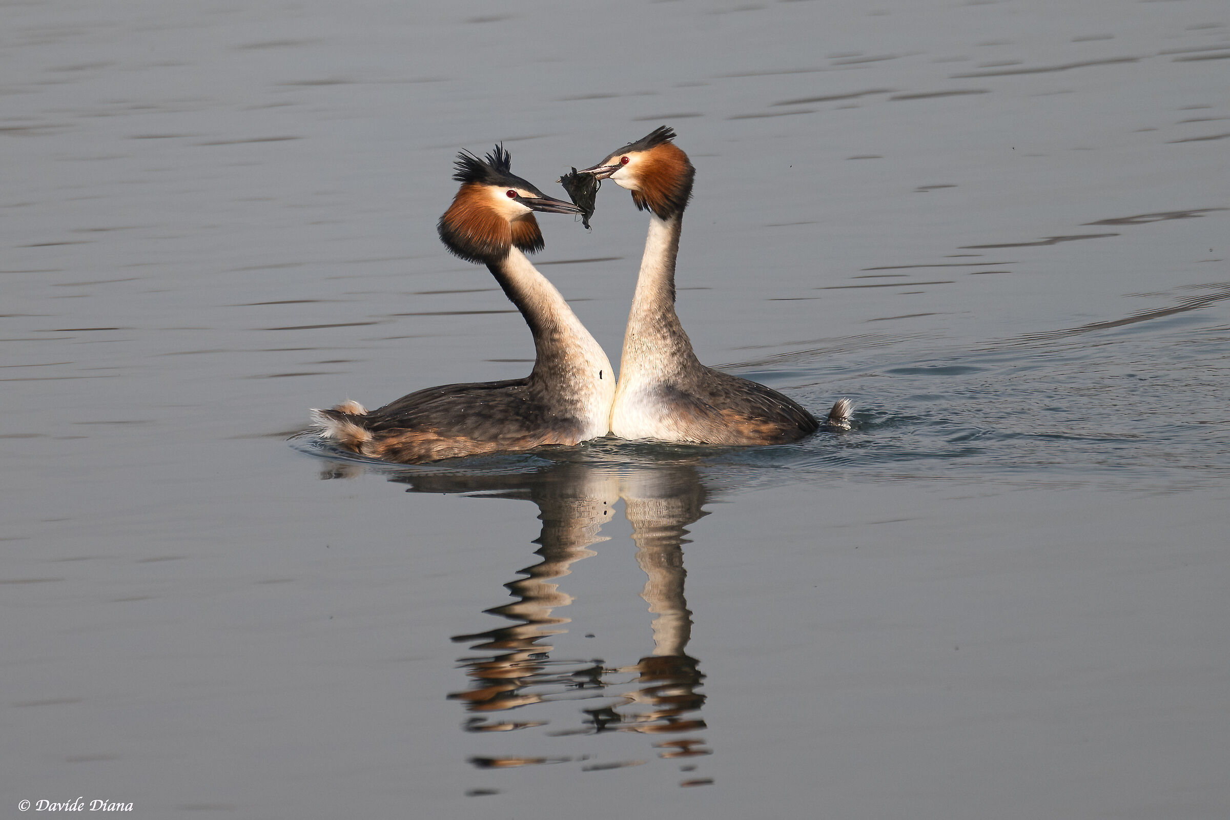 Grebes in Love