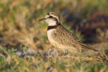 Charadrius thoracicus