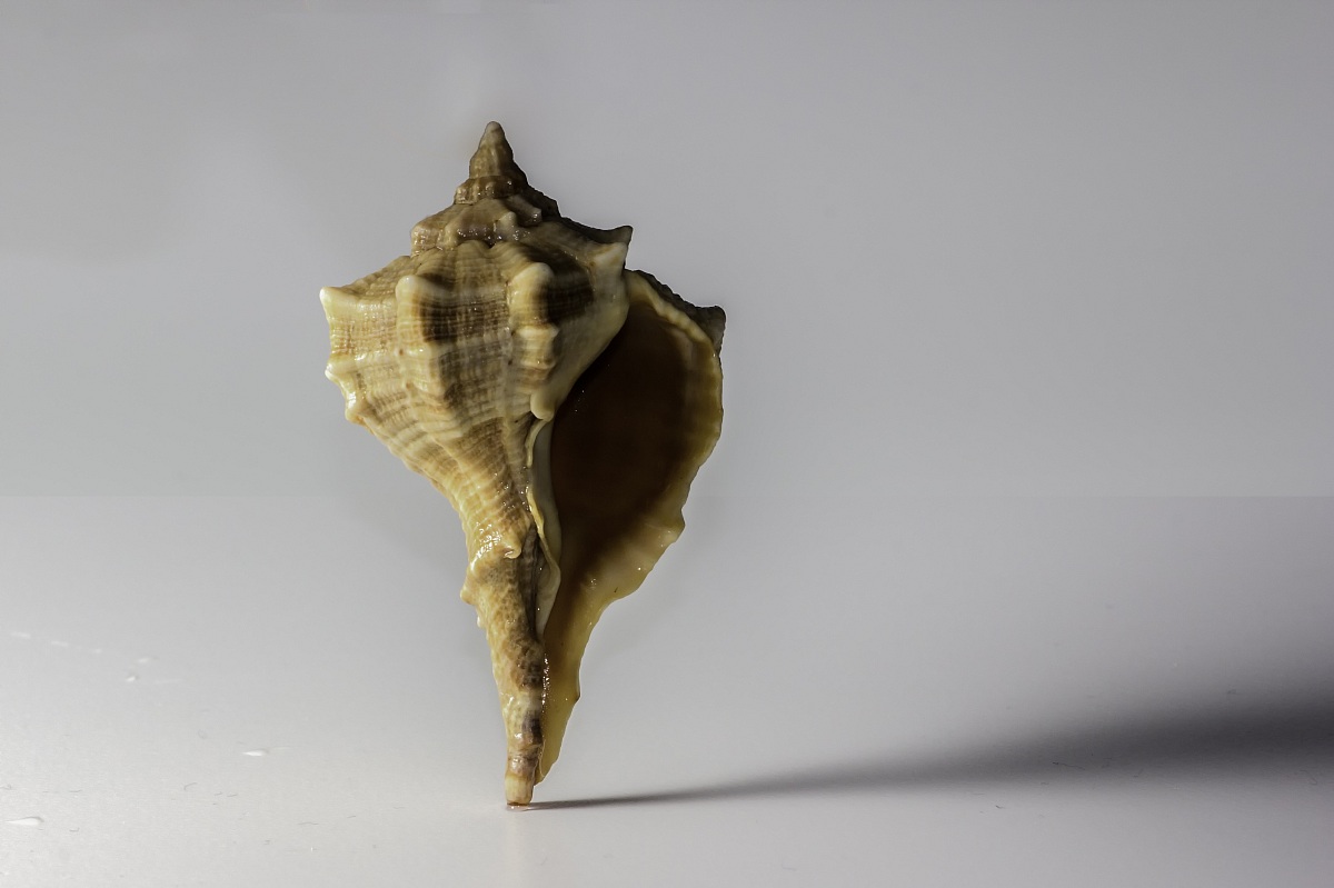A shell