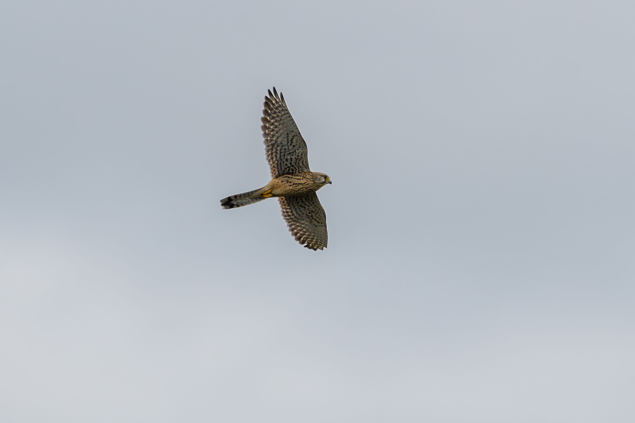 Kestrel