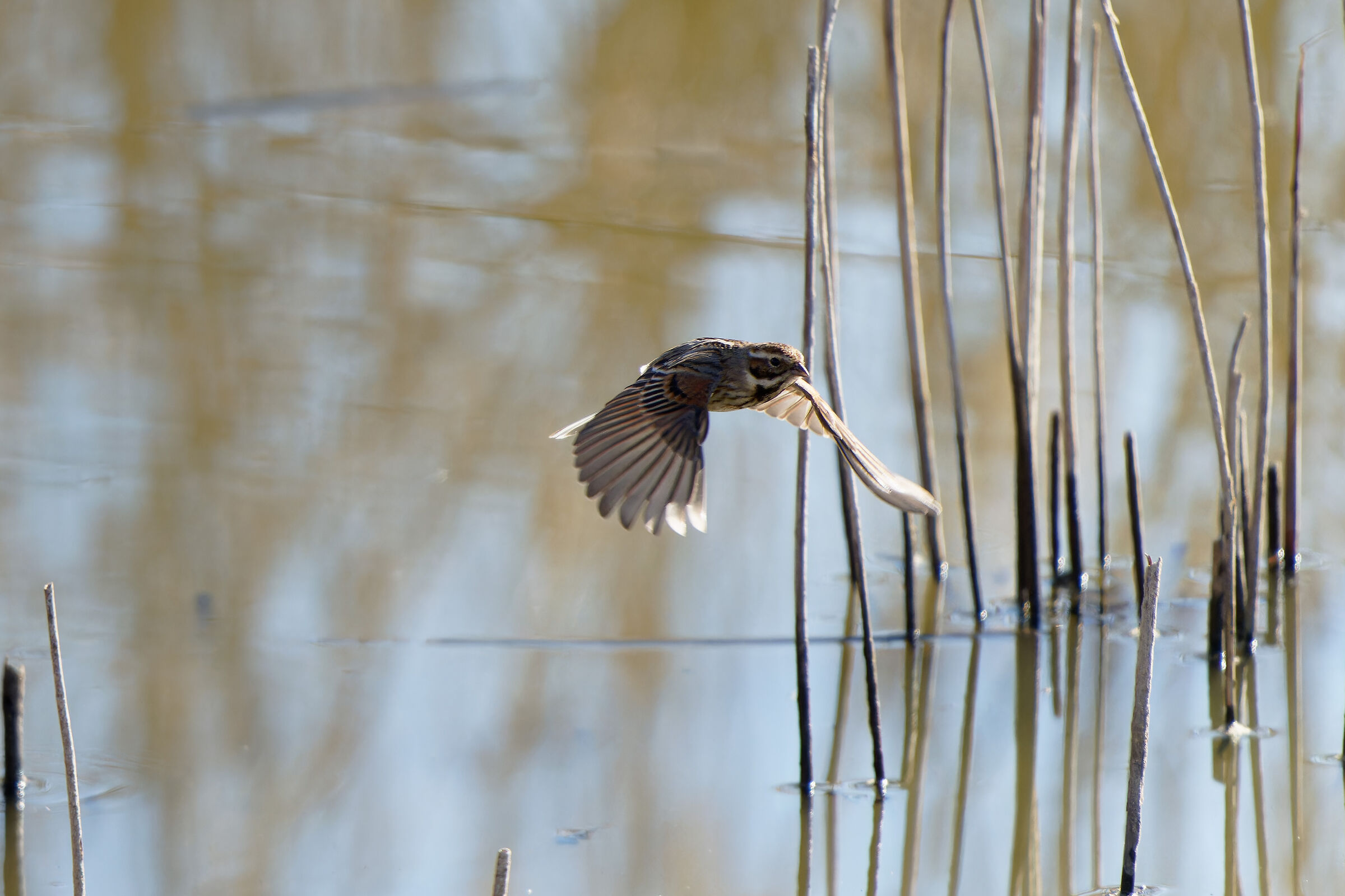 Migliarino di palude f.