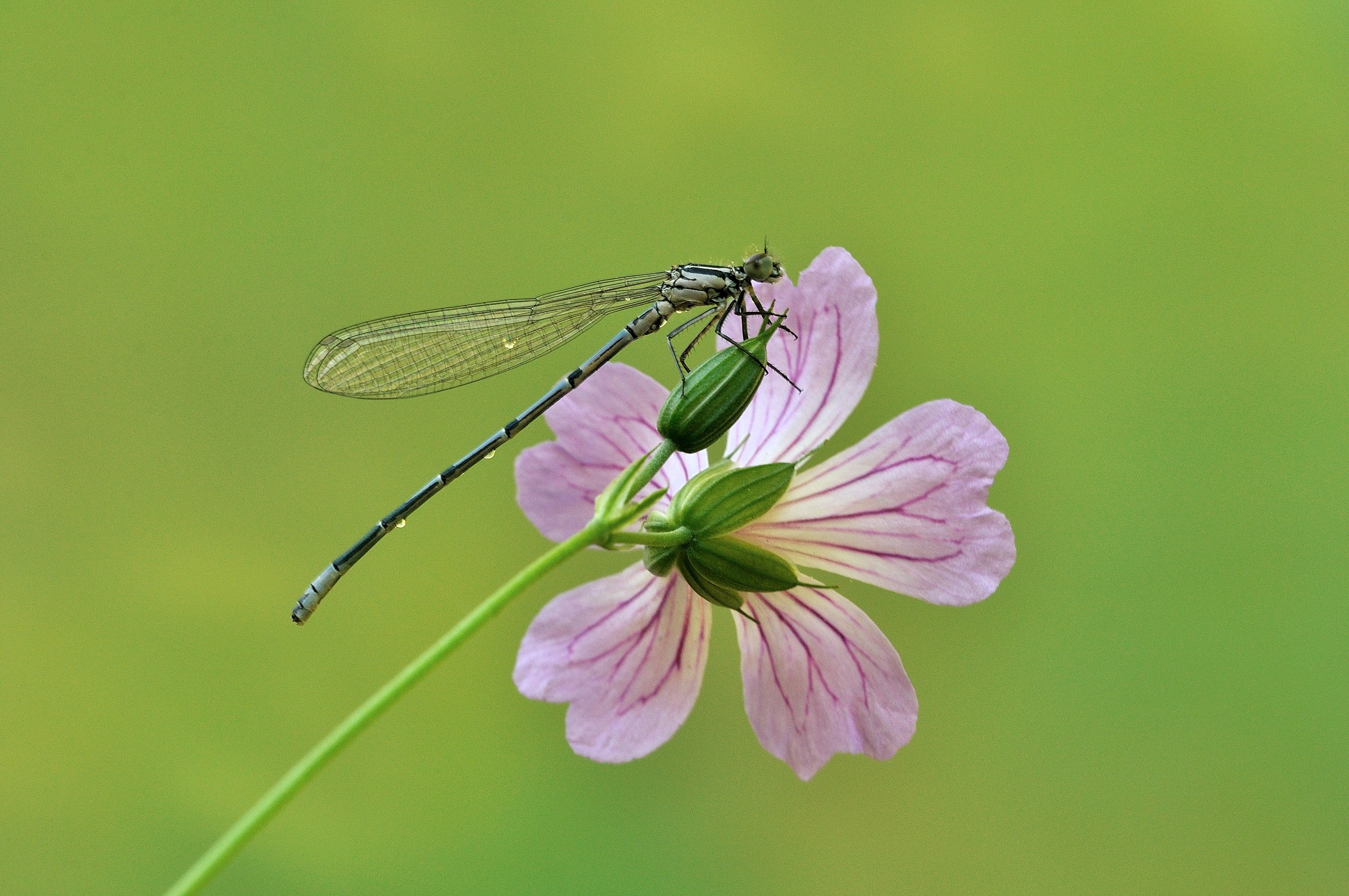 la mia prima libellula