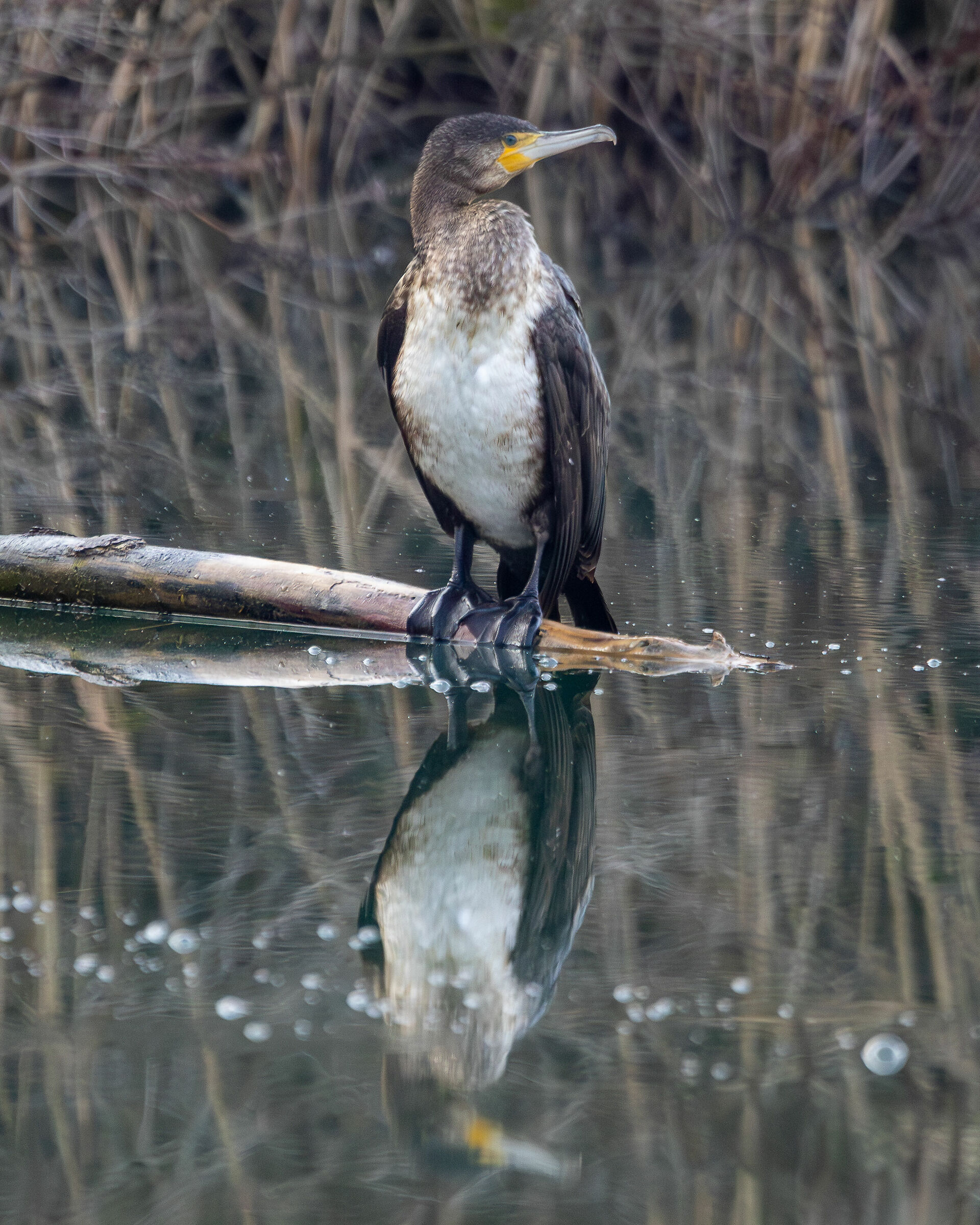 Riflessioni di cormorano