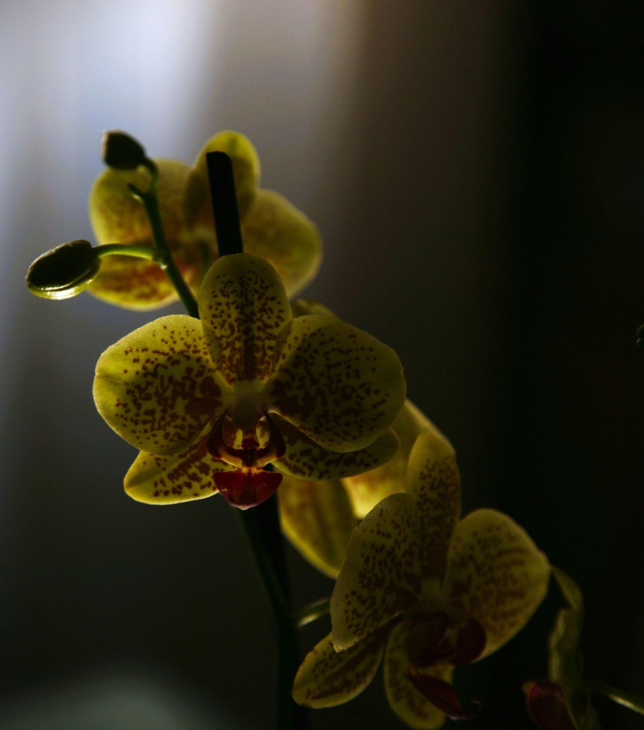 orchidee