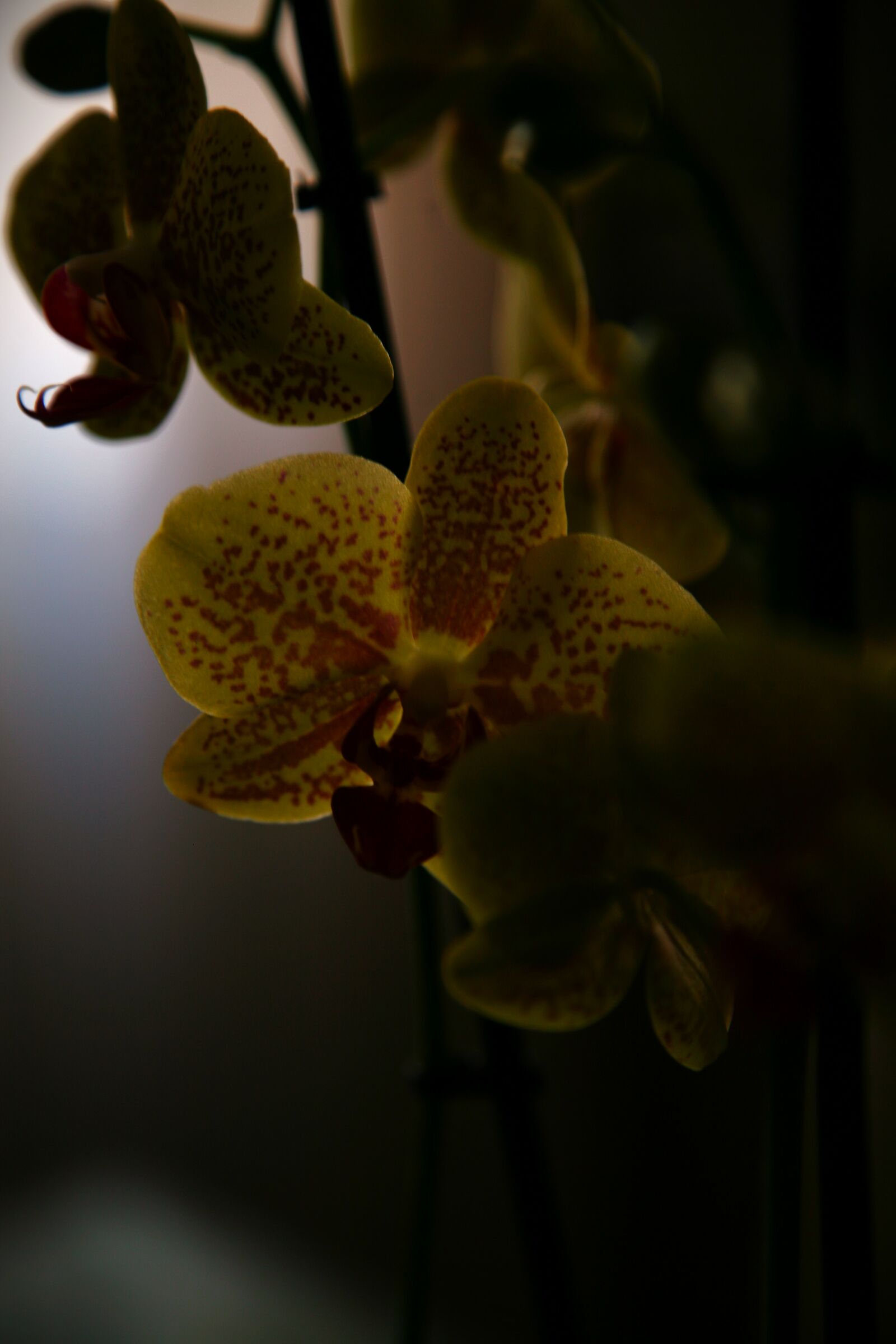 orchidee