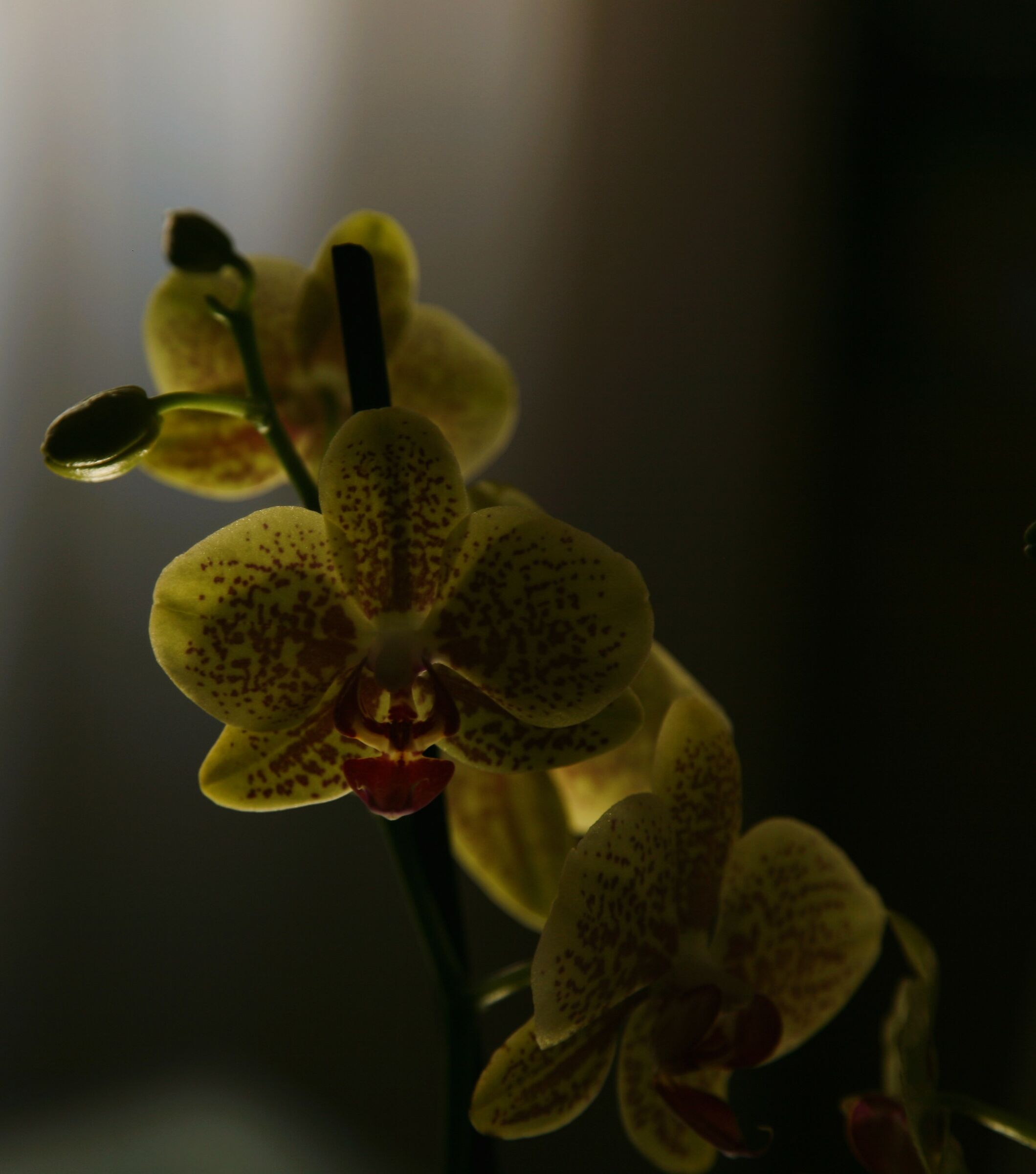 orchidee