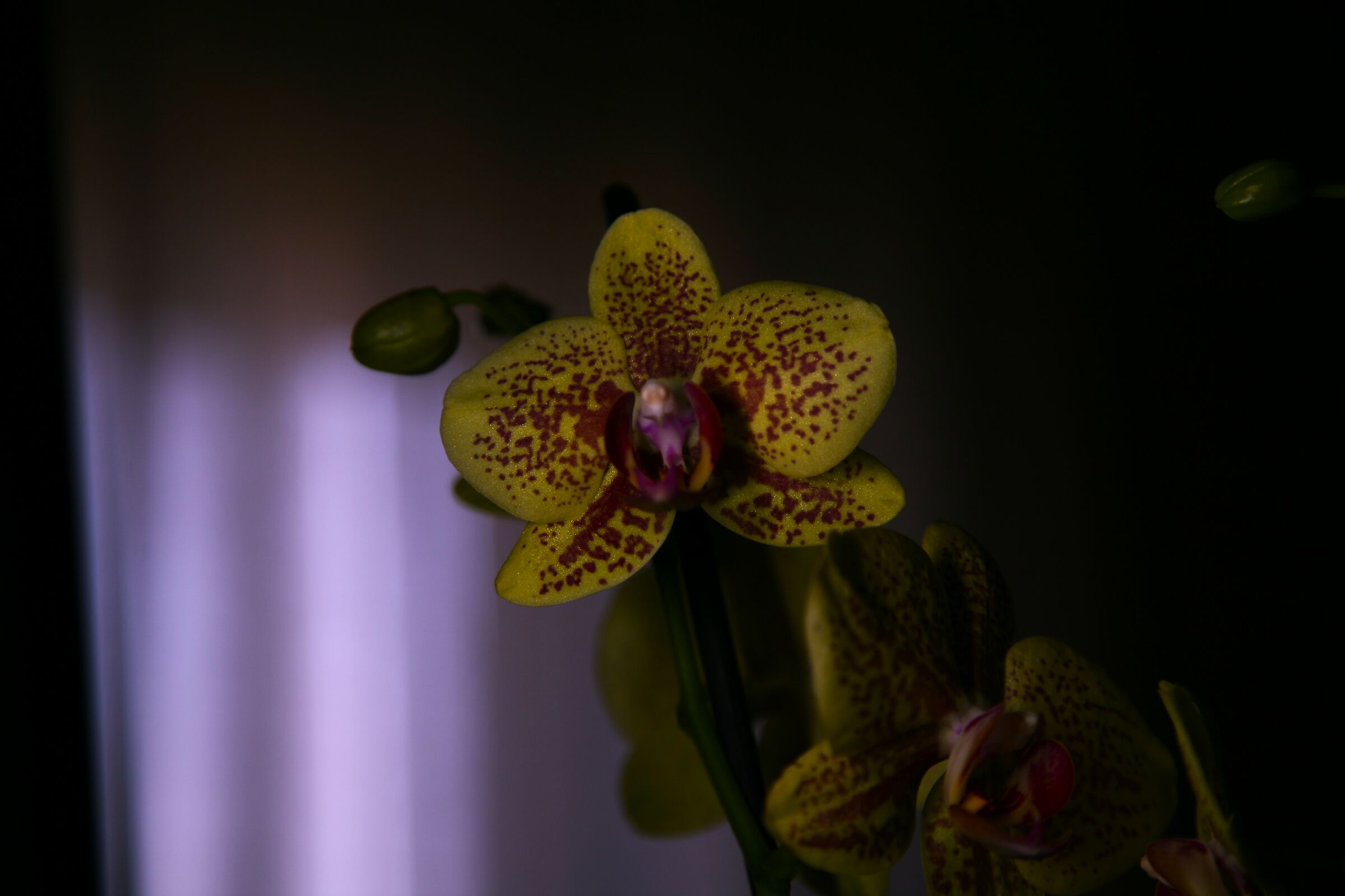 orchidee