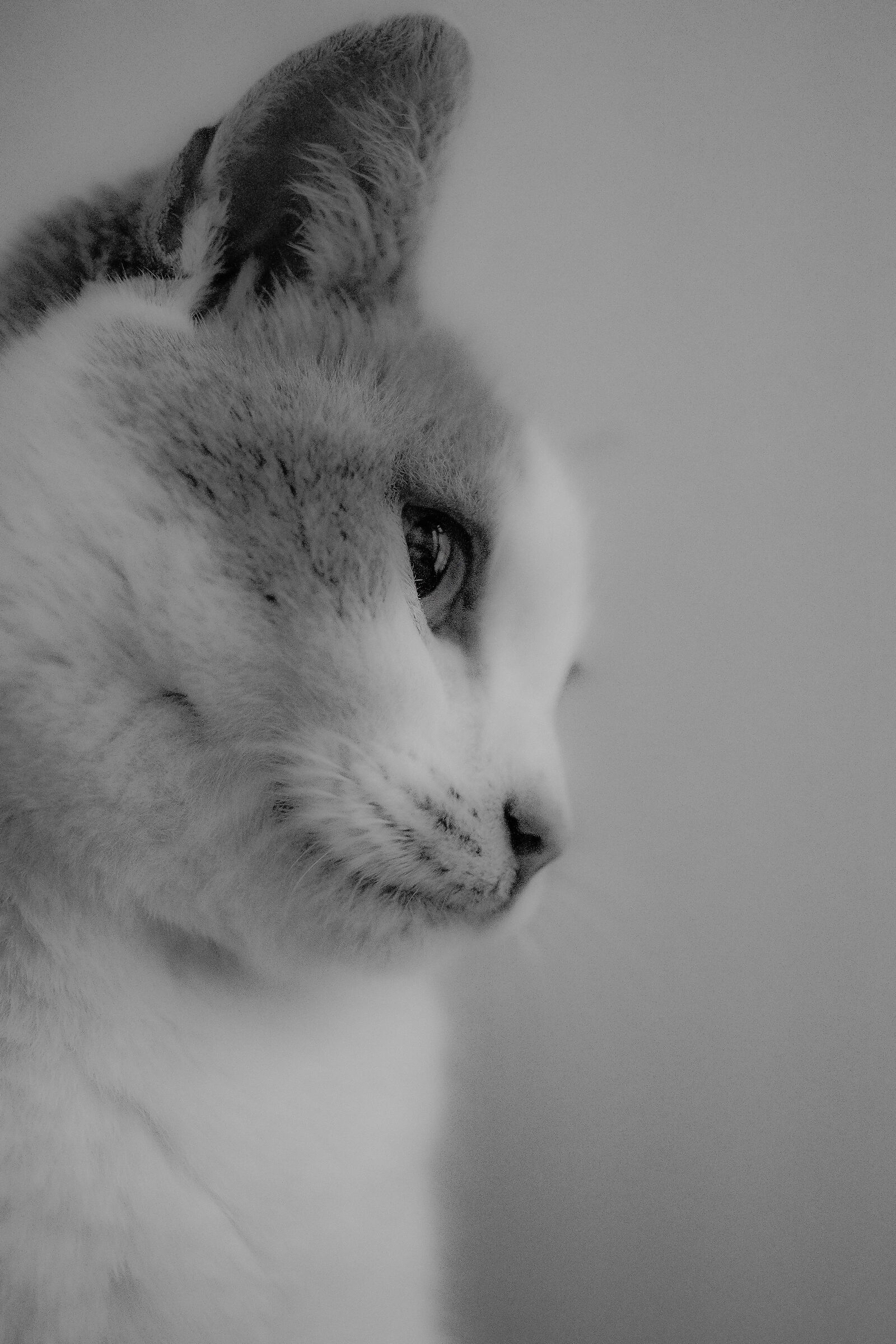 Gatto in bw