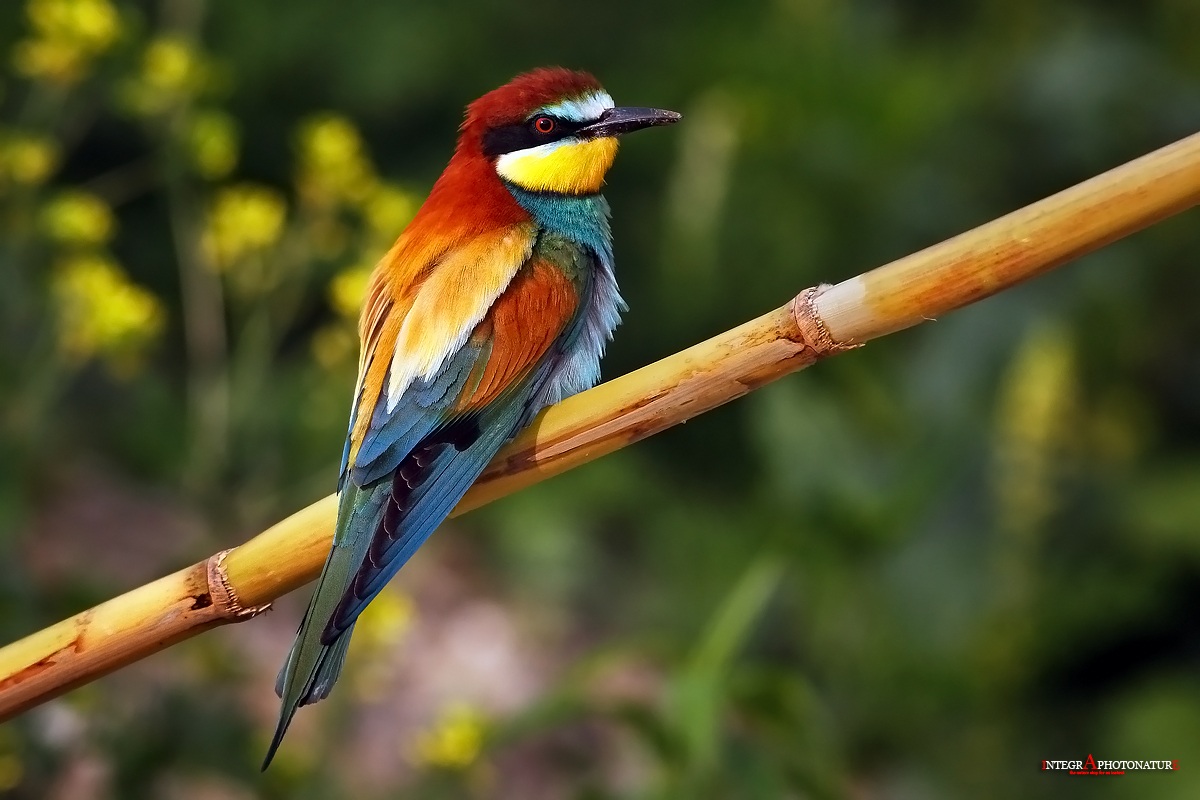 waiting for the evening II