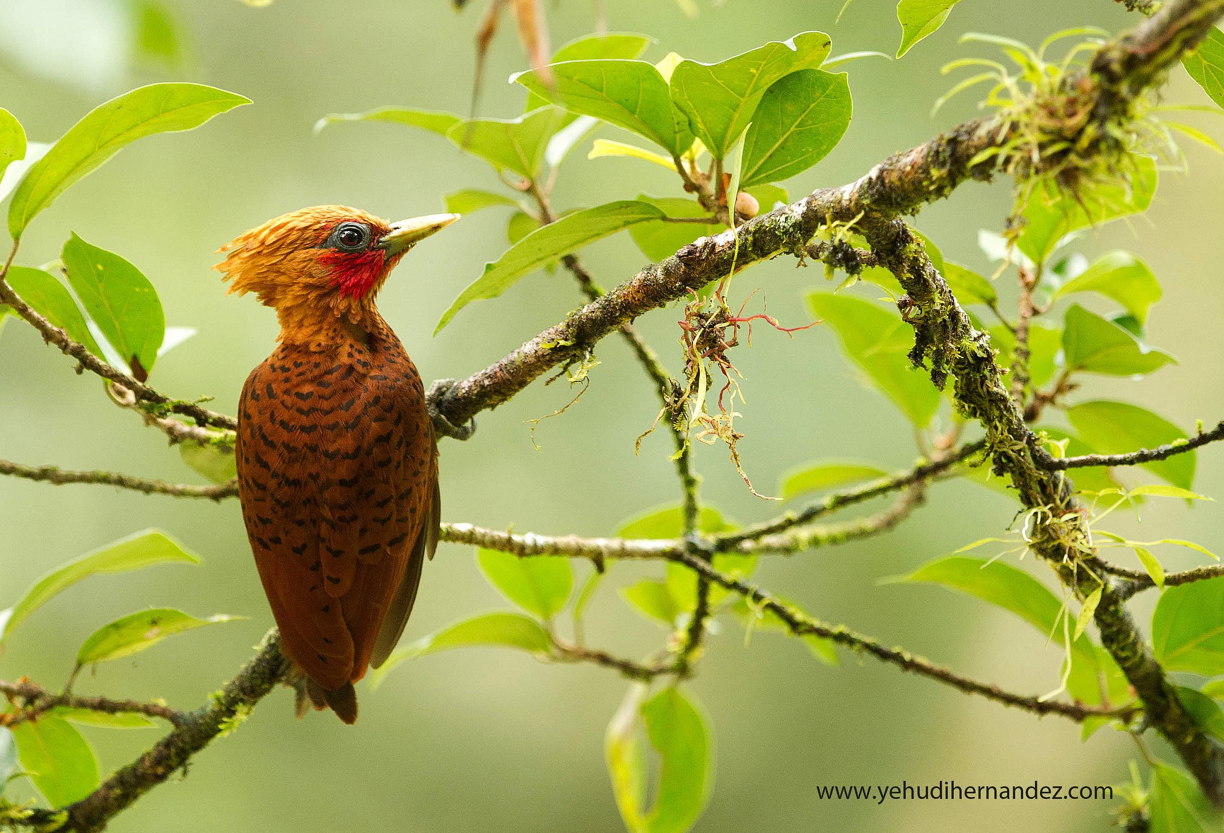 Castagno picchio colorato