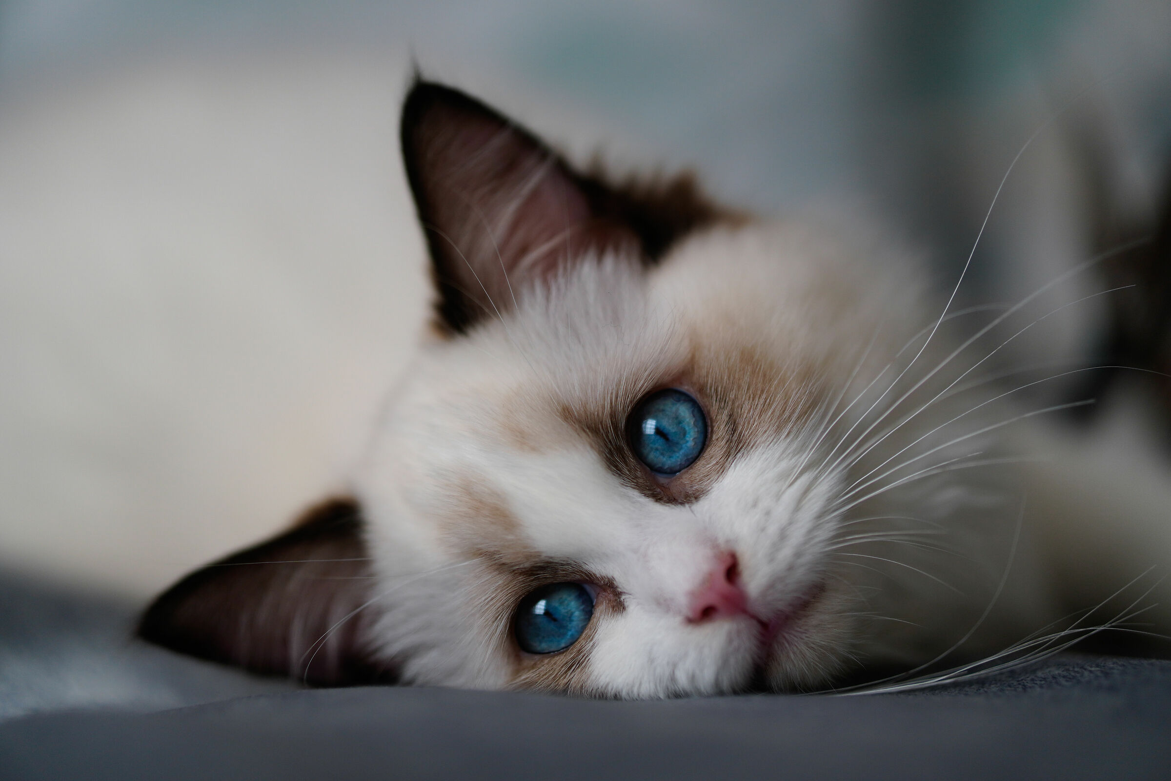 Our sweet Ragdoll kitten