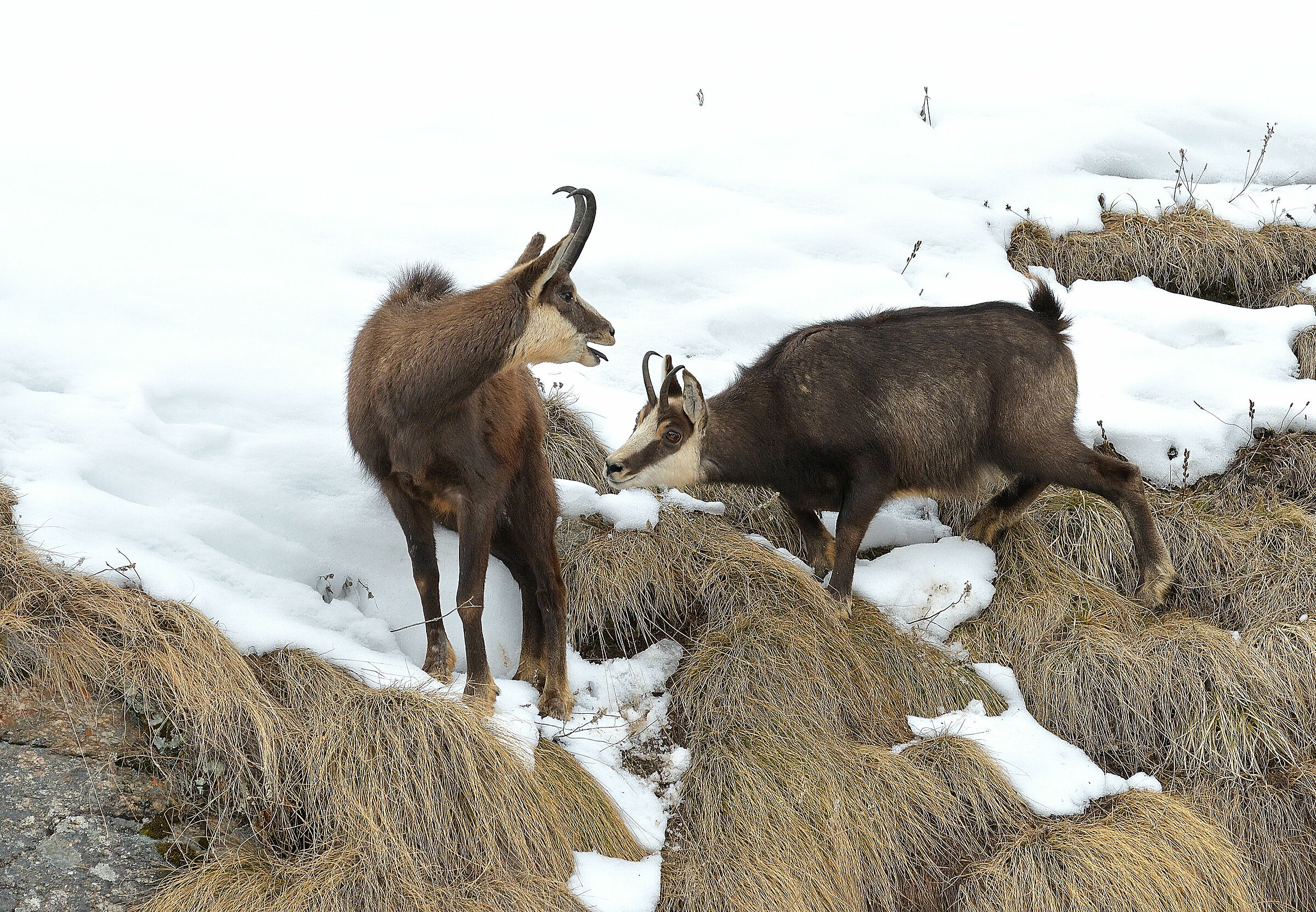 Amorous approaches..