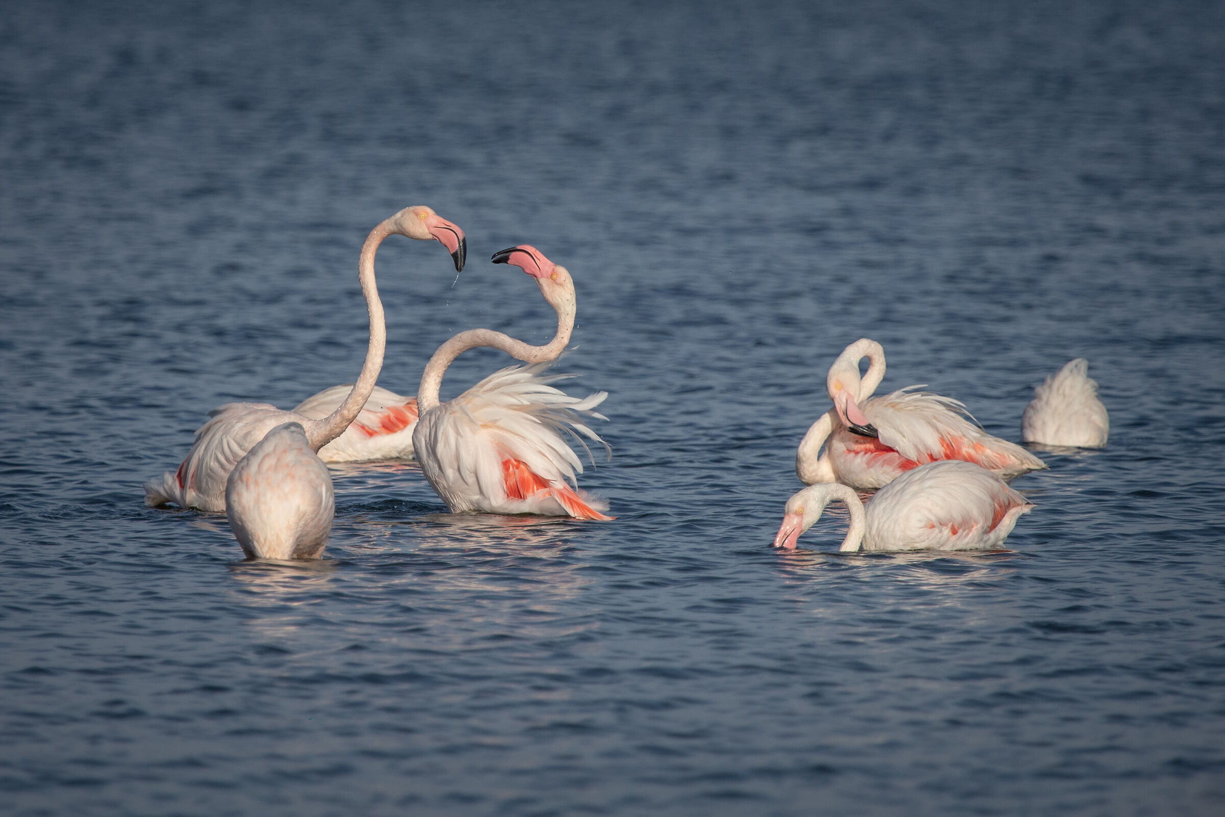 flamingo dance