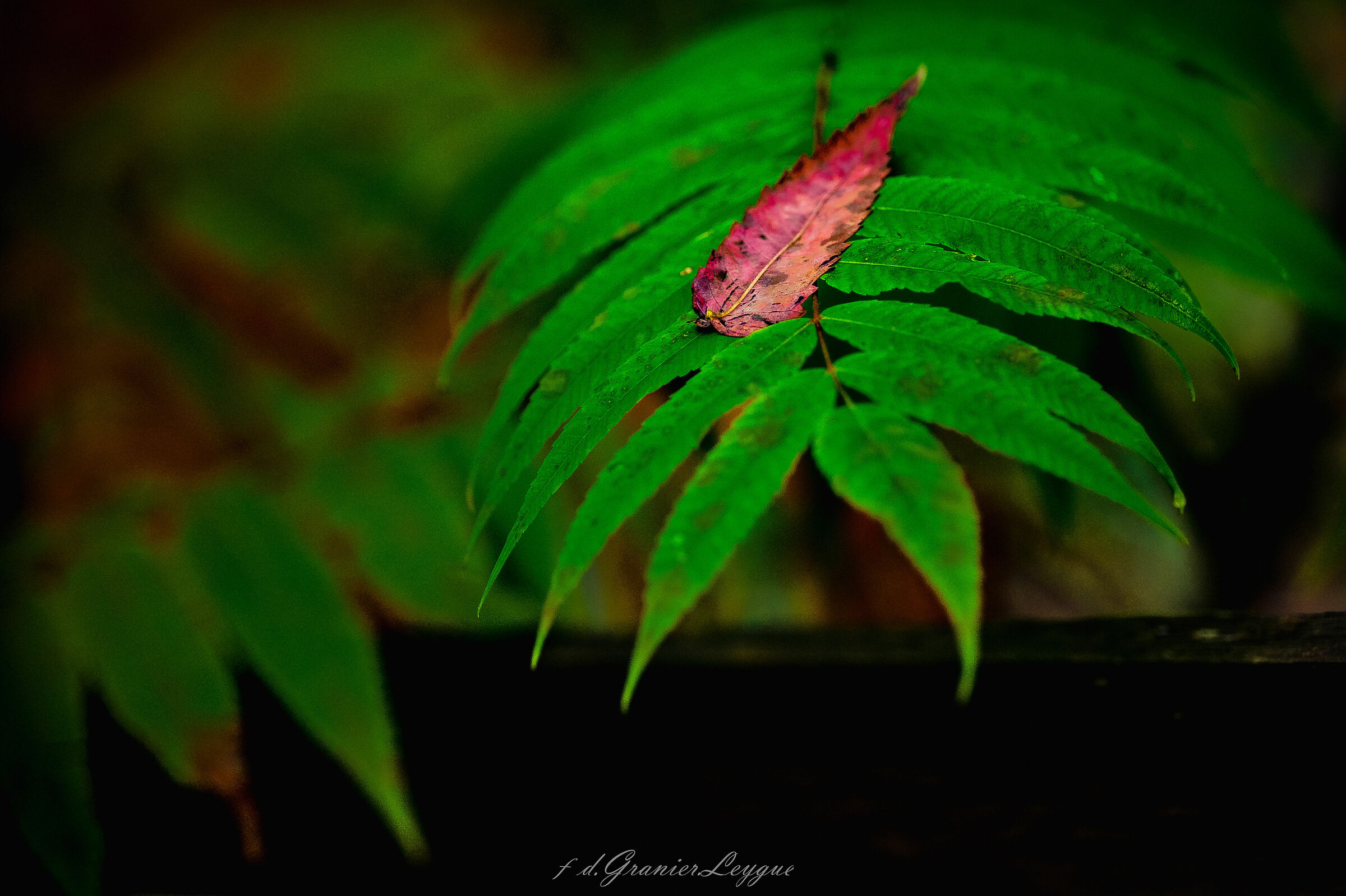 Postulate of the fall