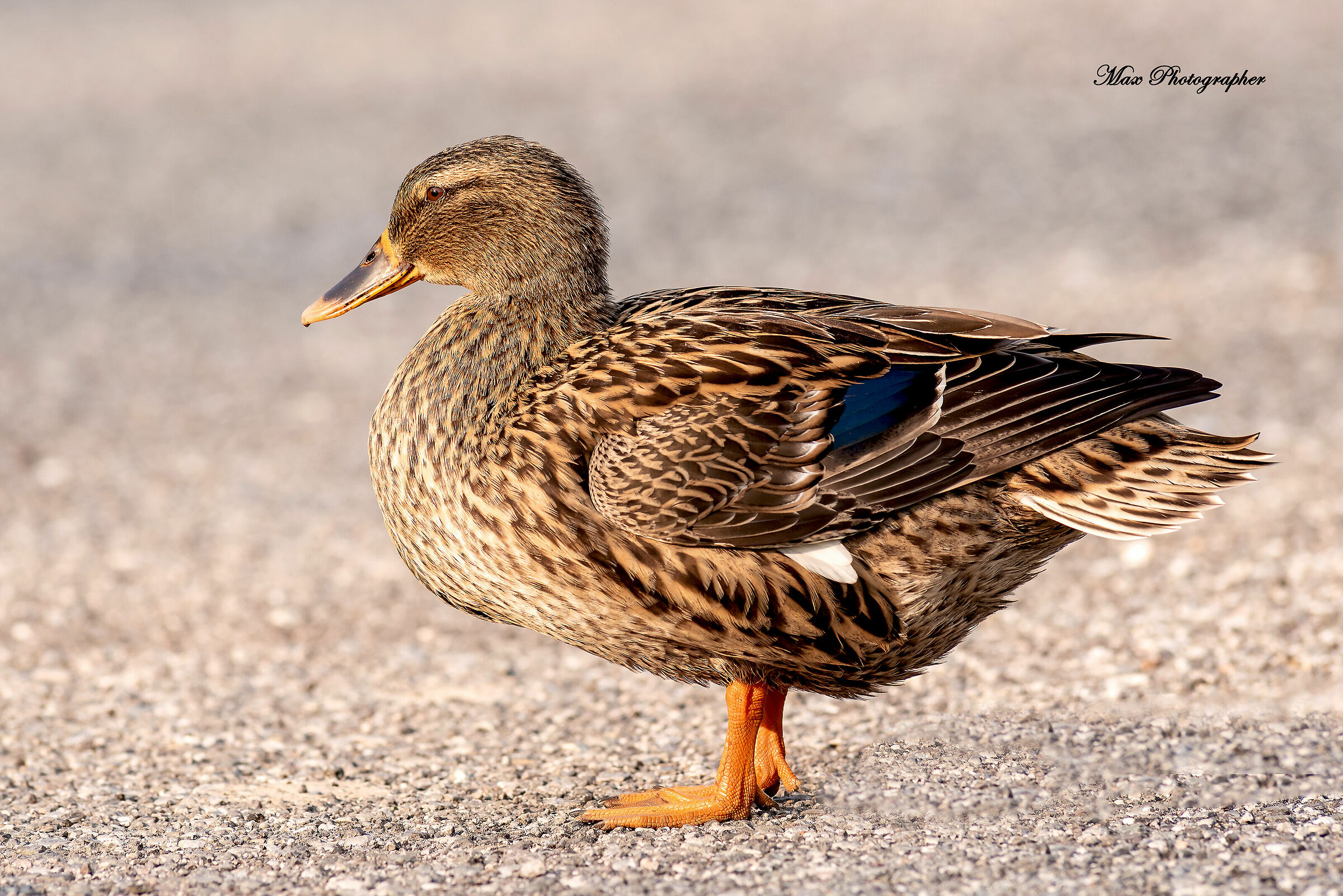 Mallard