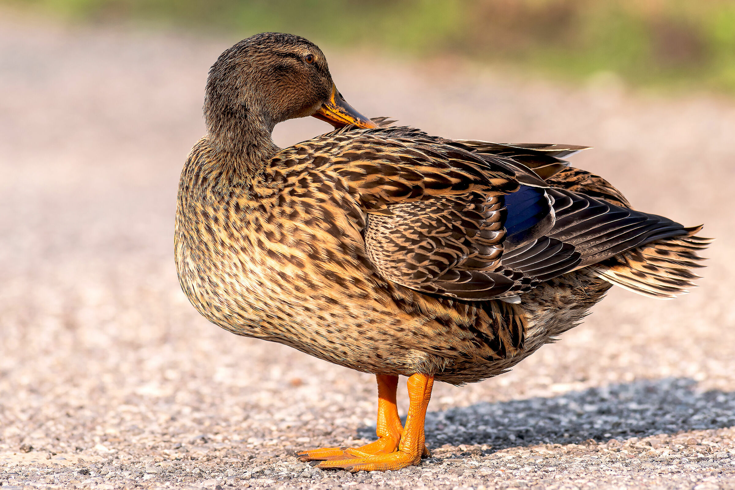 Mallard
