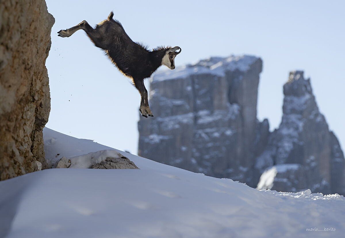 camoscio al volo