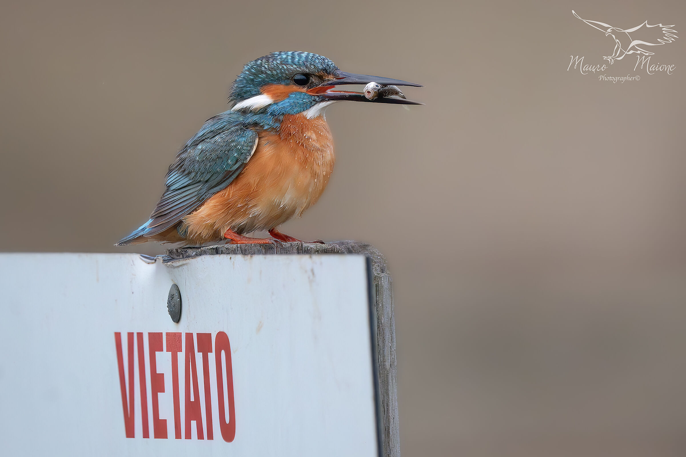 il suo posatoio preferito