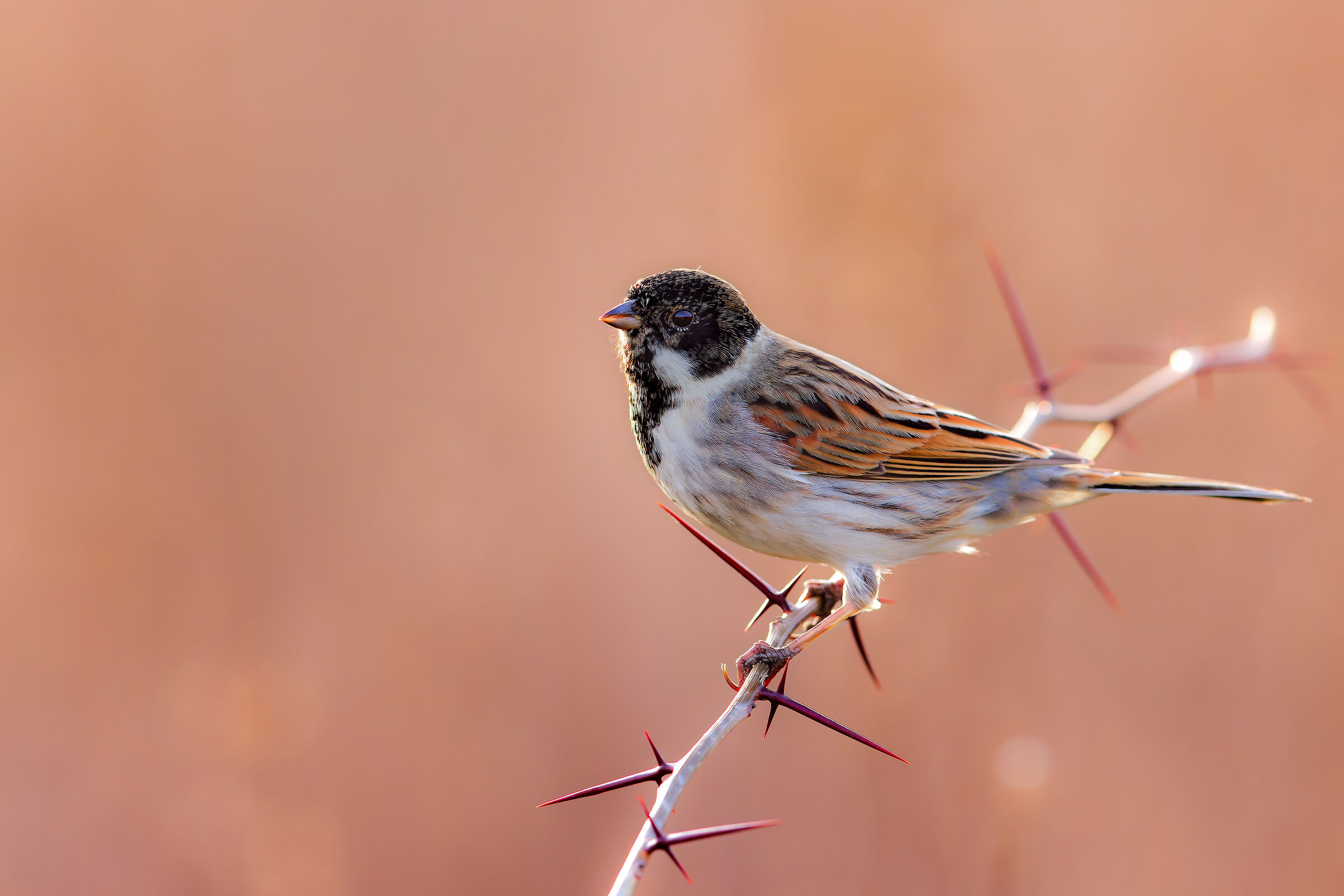 migliarino di palude